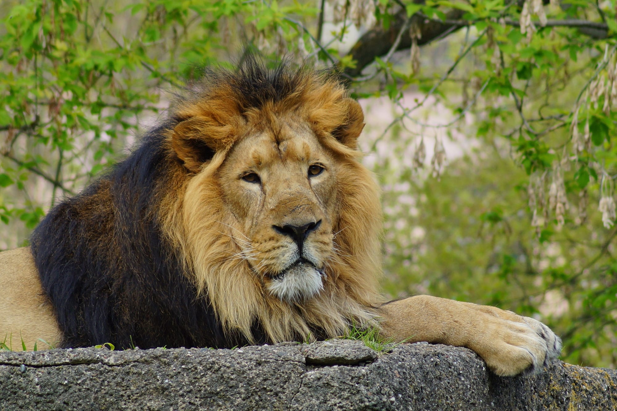 Gujarat - Land der Löwen und Legenden ab Gujarat | Ahmedabad: Indien Gir Nationalpark Löwe