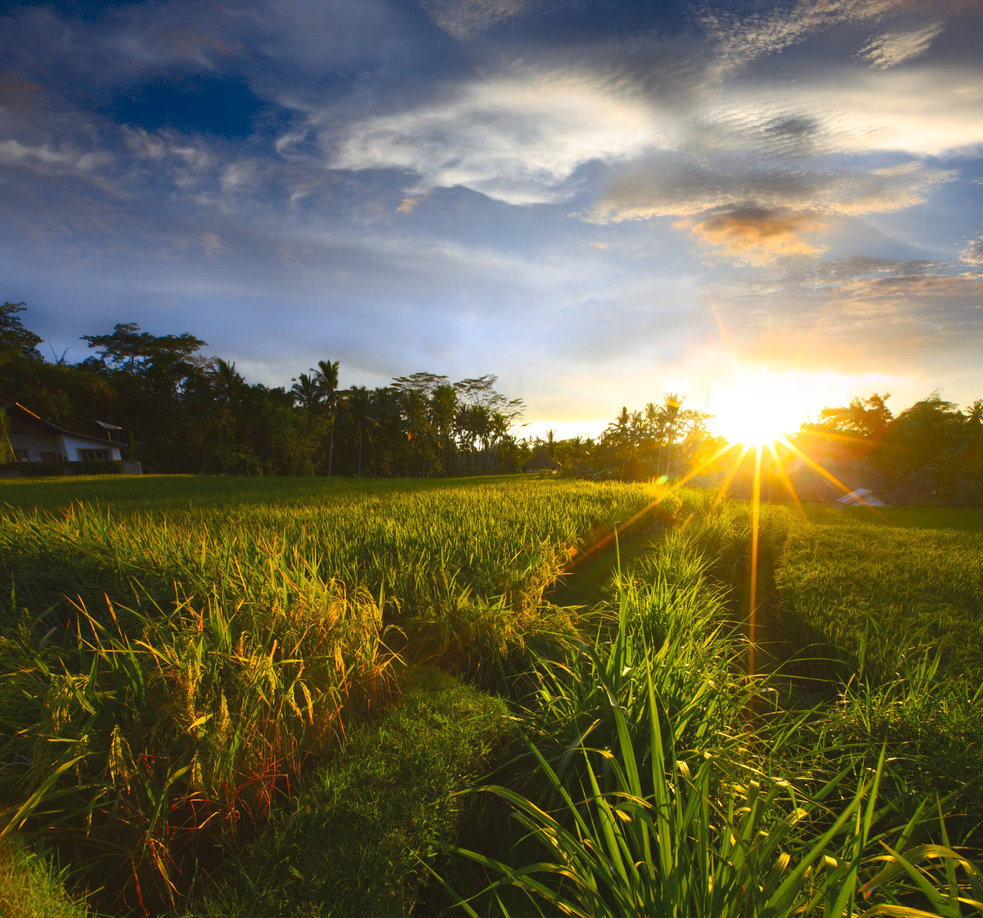 Familienabenteuer Bali ab Süd-Bali: Indonesien Bali Reisfeld bei Ubud