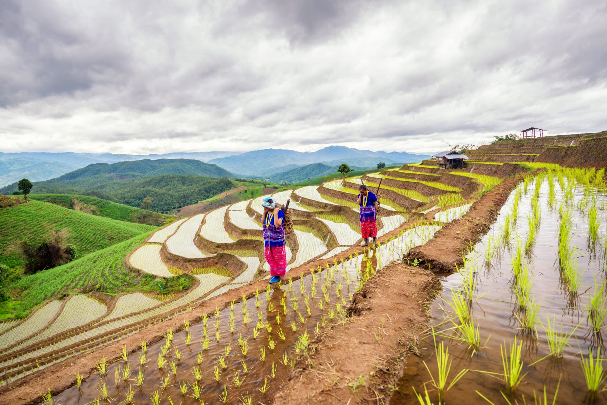 Kurztour Natur & Kultur Sapa ab Hanoi: Vietnam Sapa Reisfeld Hmong