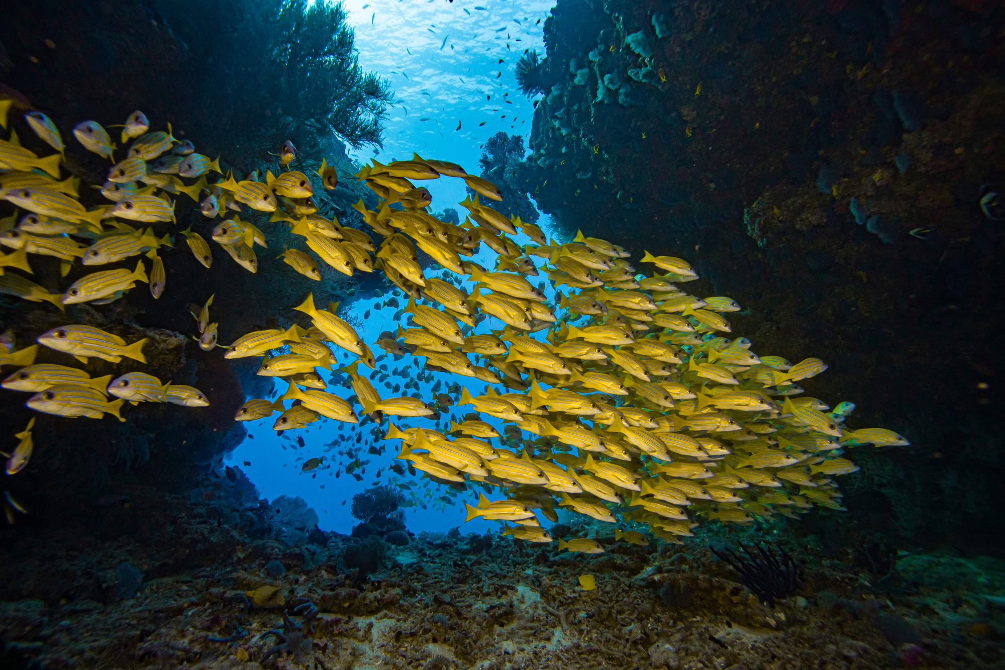 Scubaspa - Best of Maldives ab Malediven: Scuba Diving 3