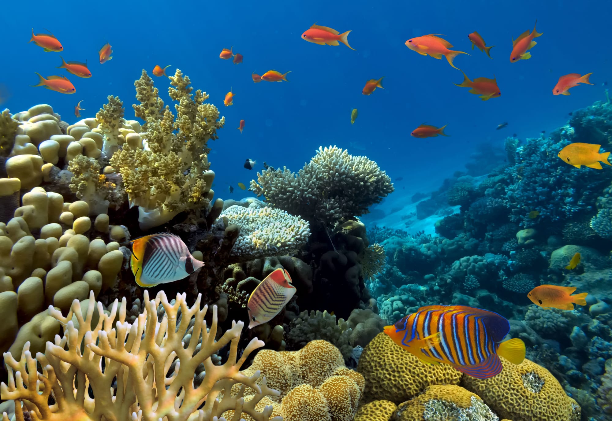 Scubaspa - Best of Maldives ab Malediven: Maldiven Unterwasserwelt