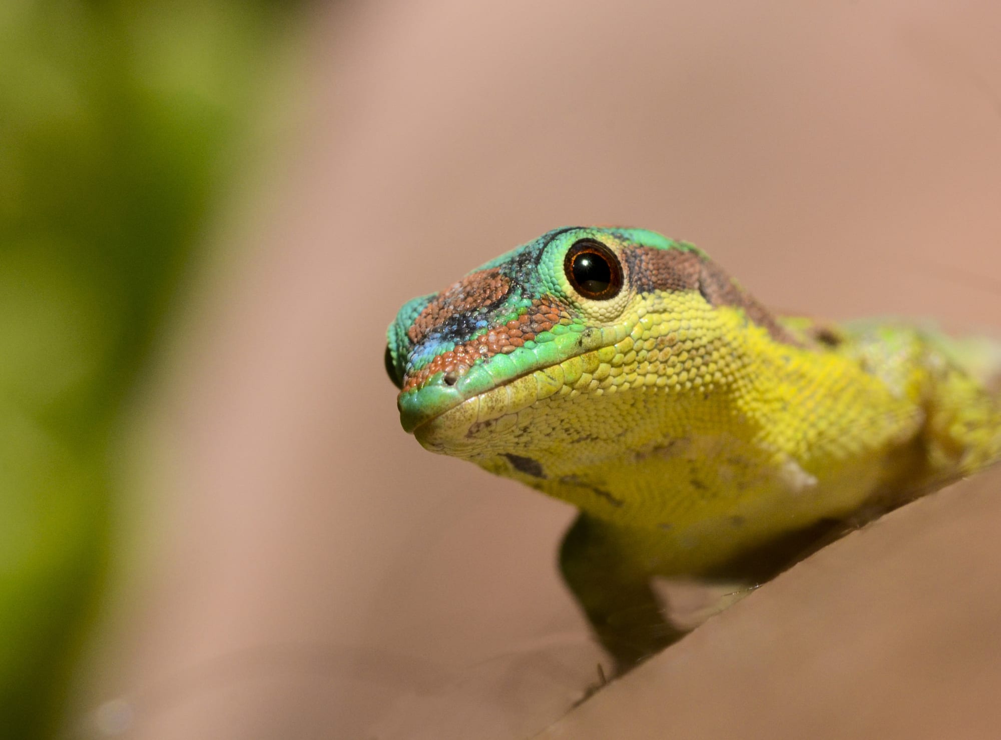 Nature & Adventure Mauritius ab Süd | Südwesten: Mauritius Green Gecko