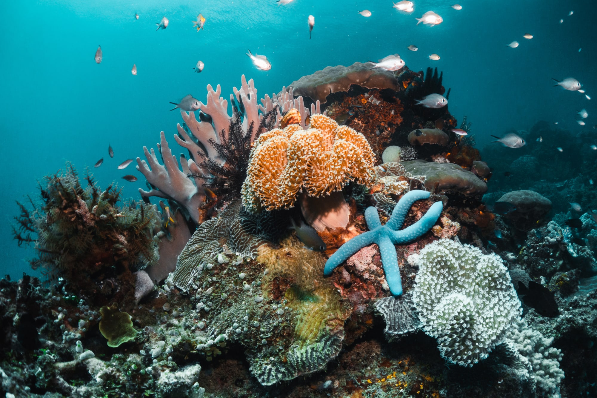 Unberührtes Inselparadies Raja Ampat mit Ombak Putih | Katharina SOQ-SOQ ab Sorong: Indonesien Papua Raja Ampat Unterwasserwelt