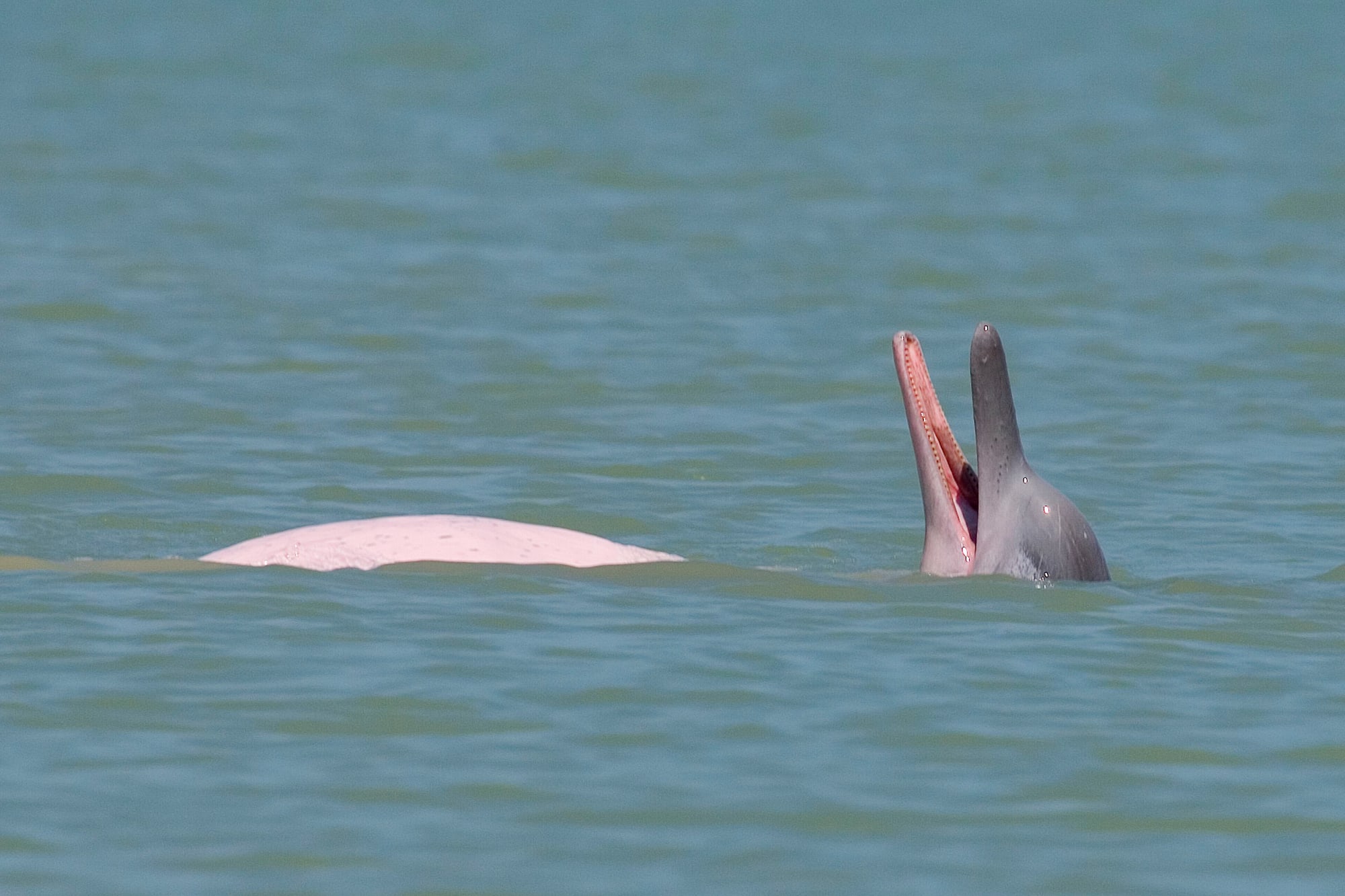 Khanom - unbekanntes Südthailand: Thailand Khanom Rosa Delfin