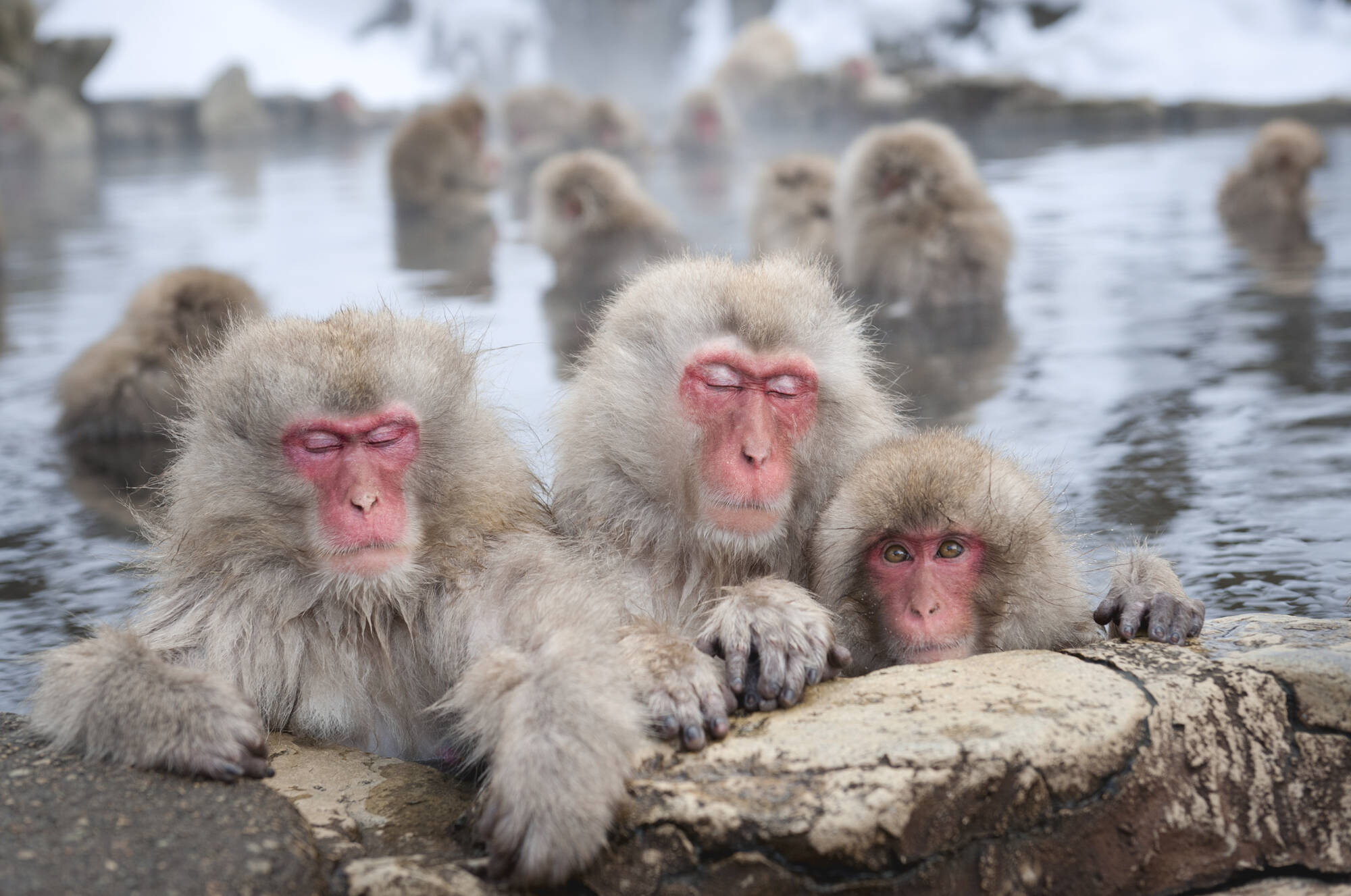 Das Land der Geishas inkl. Flug ab Tokio: Japan Yamanouchi Schneeaffen