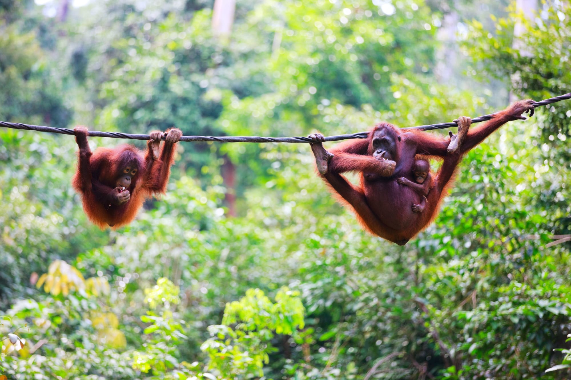 Familienabenteuer Borneo ab Kota Kinabalu: Borneo Orang Utans