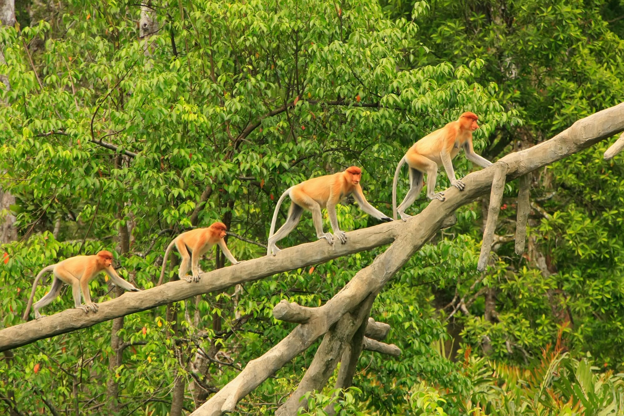 Familienabenteuer Borneo ab Kota Kinabalu: Borneo Nasenaffen