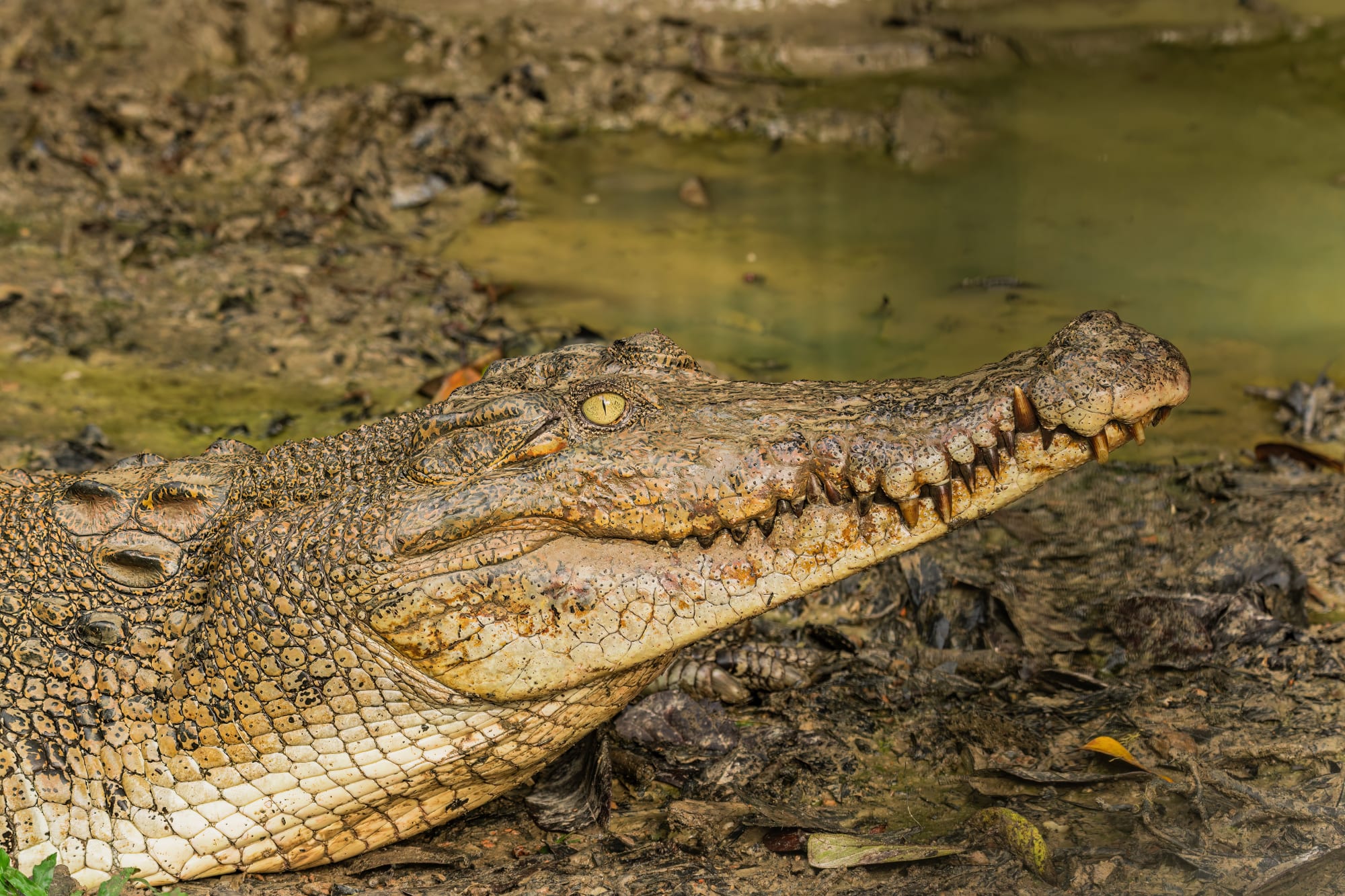 Familienabenteuer Borneo ab Kota Kinabalu: Borneo Sabah Krokodil