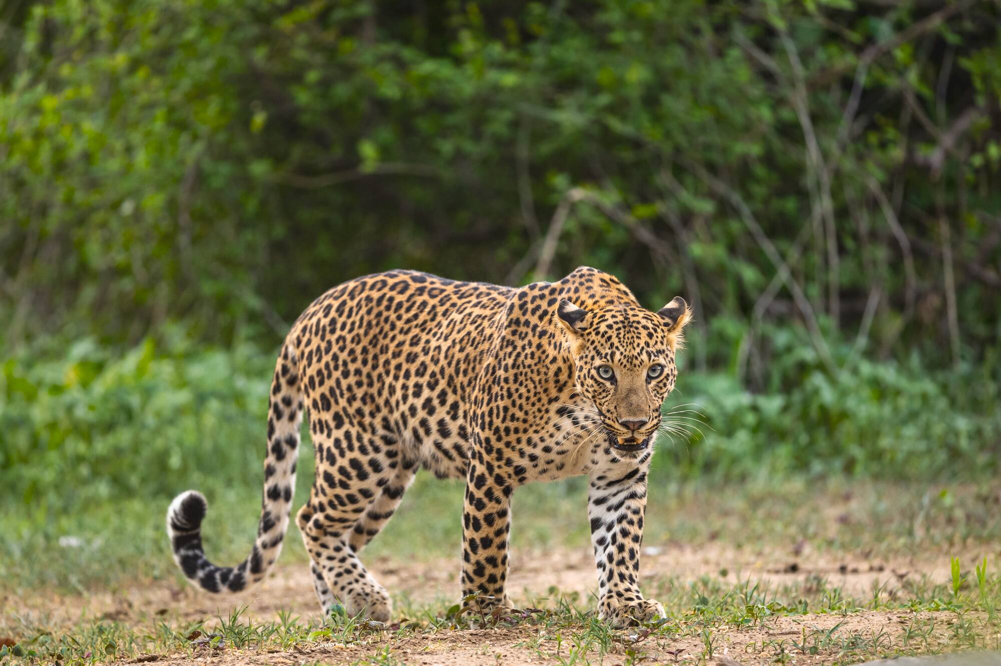 Wildes Jawai ab Jodhpur | Jaisalmer: Indien Nationalpark Leopard