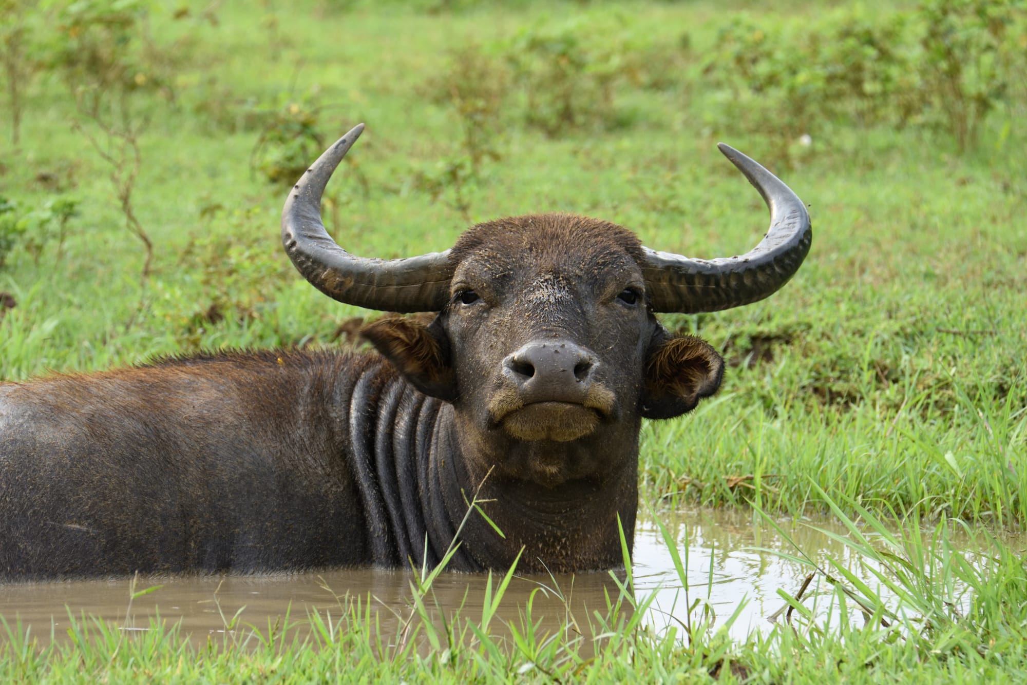 Hochland & Wildnis erleben ab Colombo: Sri Lanka Yala Nationalpark Wasserbüffel