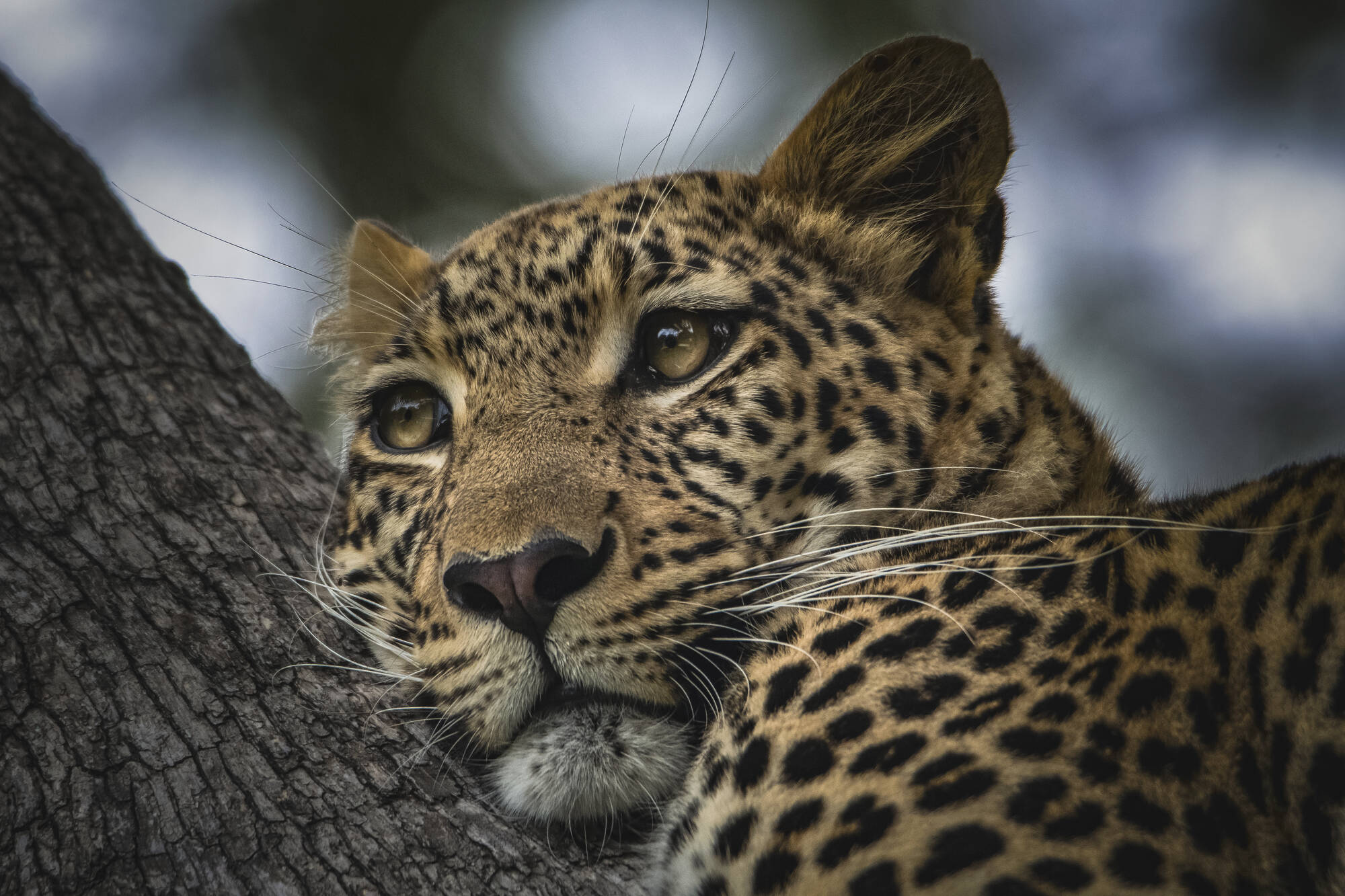 Wildes Jawai ab Jodhpur | Jaisalmer: Indien Nationalpark Leopard