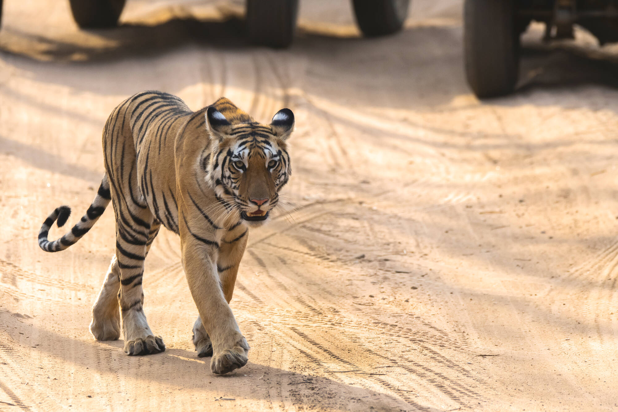 Tempel & Tierwelt Nordindiens ab Delhi: Indien Pench Nationalpark Tiger