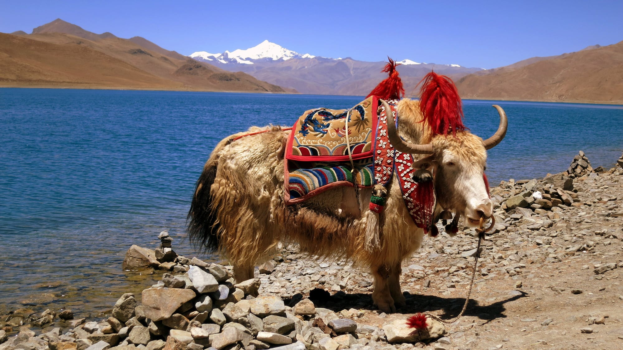 Das geheimnisvolle Dach der Welt ab Peking: China Tibet Yak