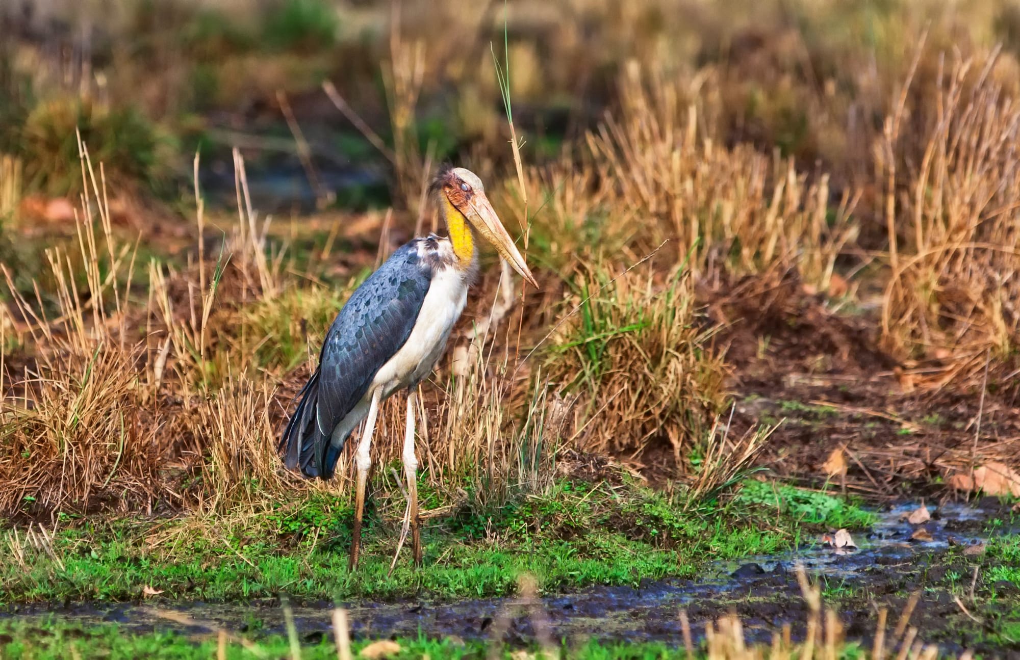 Tempel & Tierwelt Nordindiens ab Delhi: Indien Bandhavgarh Nationalpark