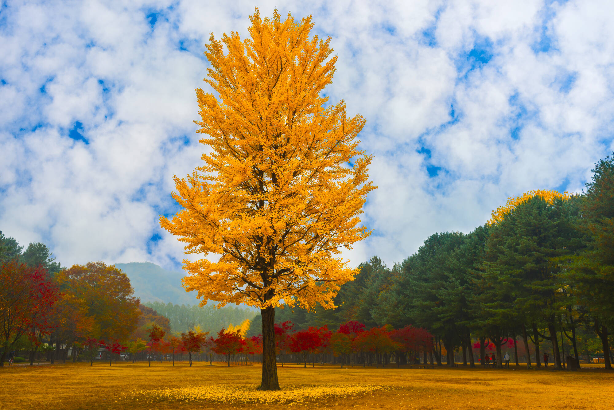 Südkoreas Nationalparks ab Seoul: Südkorea Herbstlicher Wald
