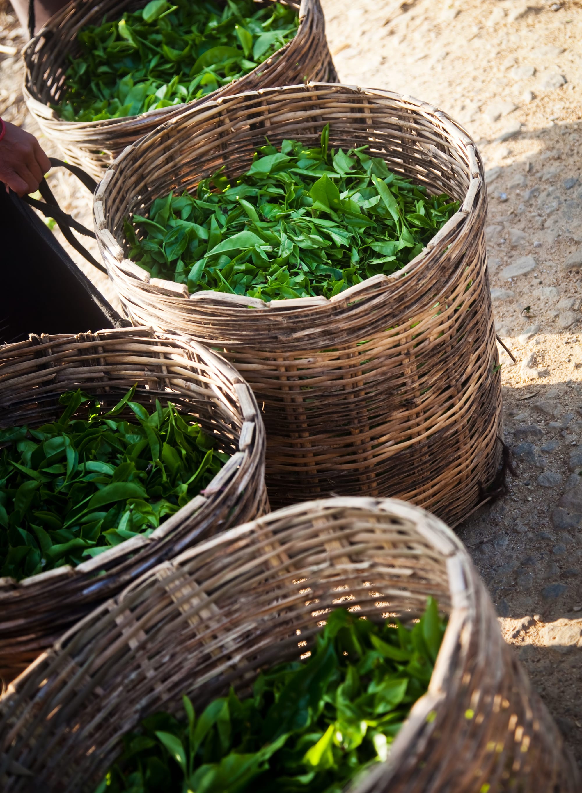 Teardrop Trails ab Nuwara Eliya: Sri Lanka Tee