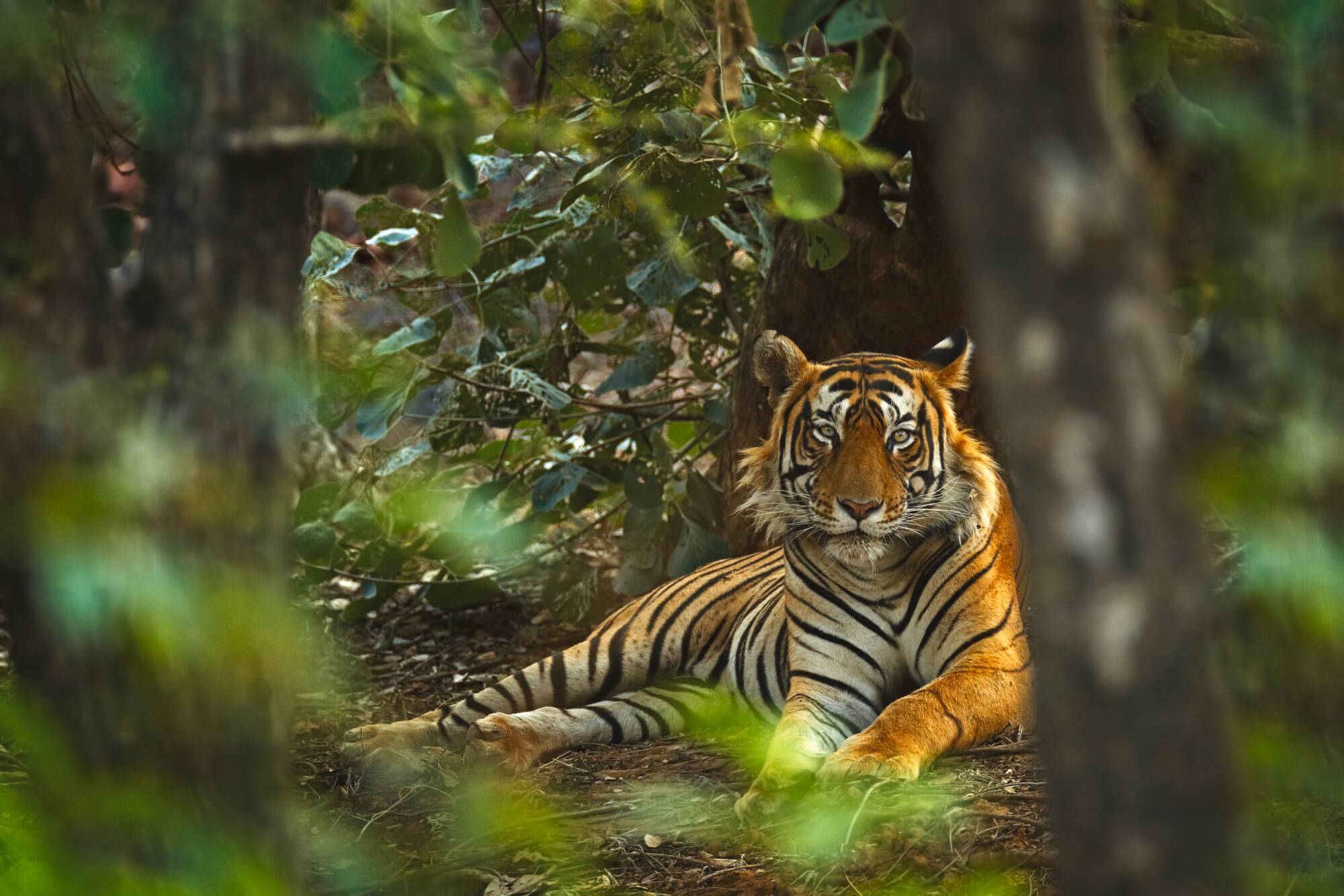 Leopard, Tiger, Nashorn & Co. ab Udaipur & Umgebung: Indien Ranthambore Nationalpark Tiger