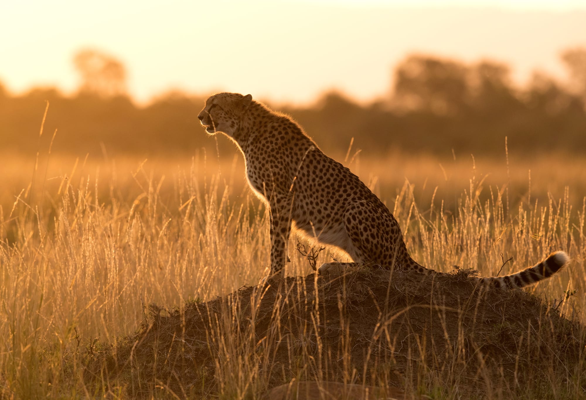 Höhepunkte Kenias ab Nairobi: Kenia Gepard