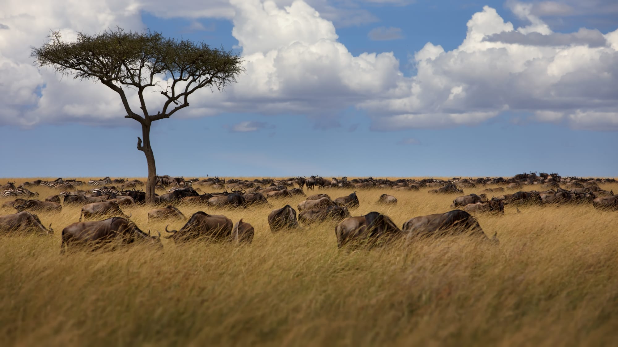 Faszination Kenia ab Nairobi: Kenia Masai Mara Büffelherde