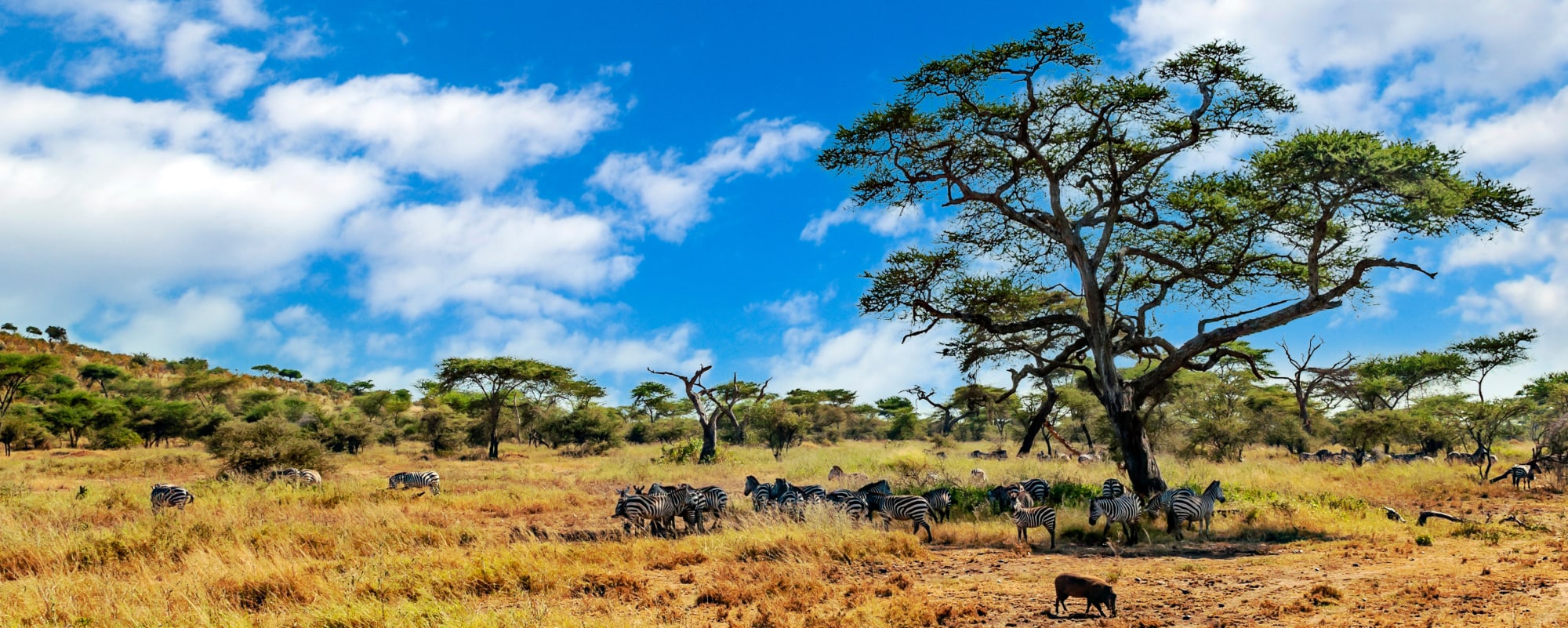 Faszination Kenia ab Nairobi: Kenia Savanne mit Zebras