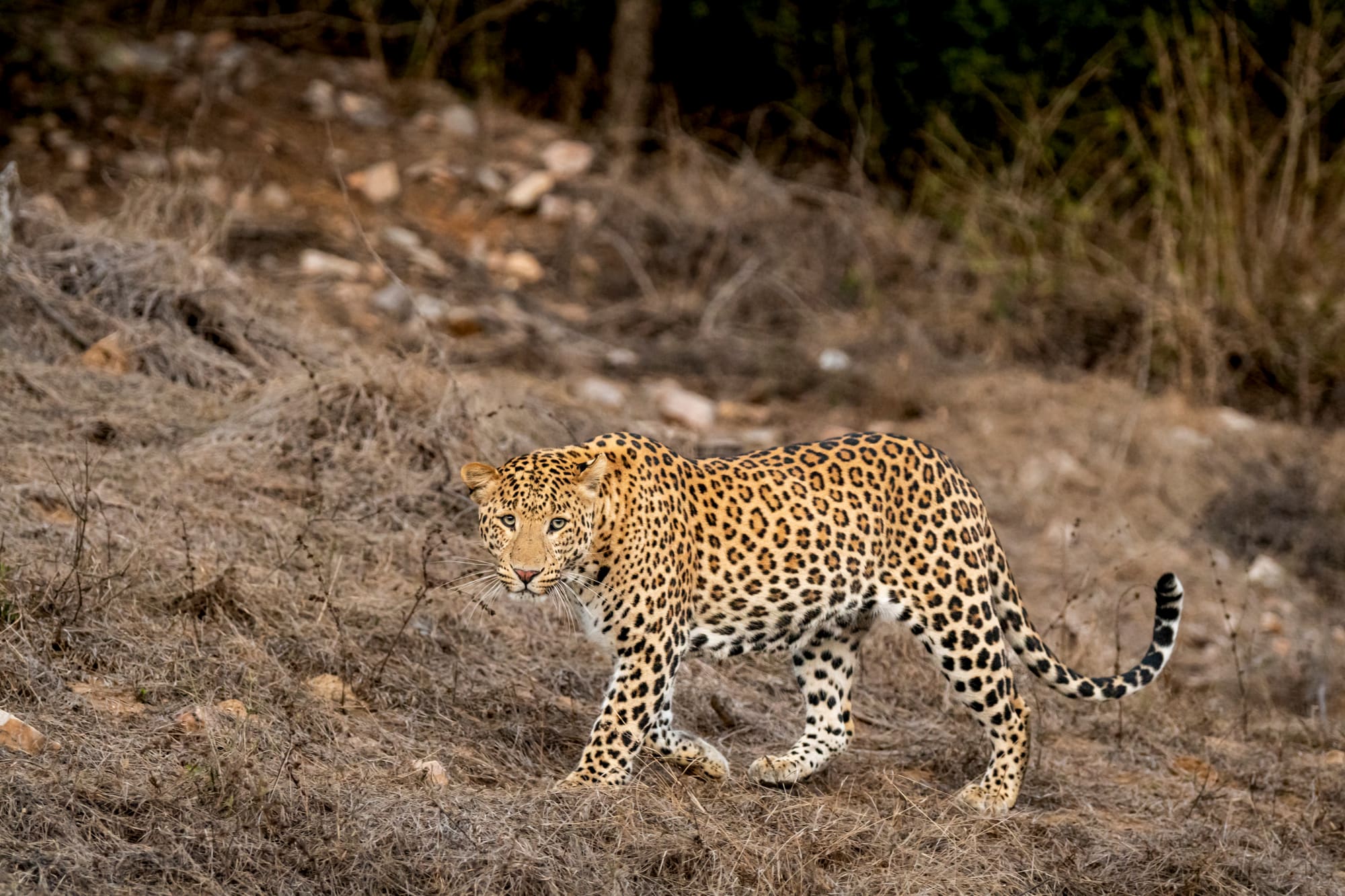 Leopard, Tiger, Nashorn & Co. ab Udaipur & Umgebung: Indien Bera Leopard