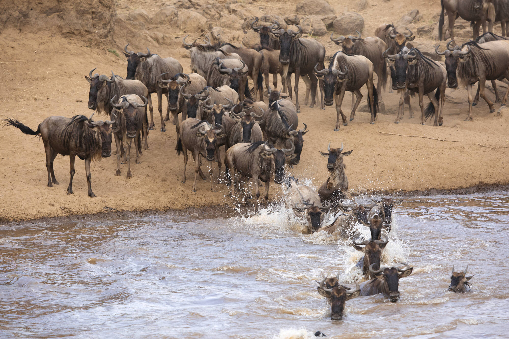 Höhepunkte Kenias ab Nairobi: Kenia Mara River Gnus