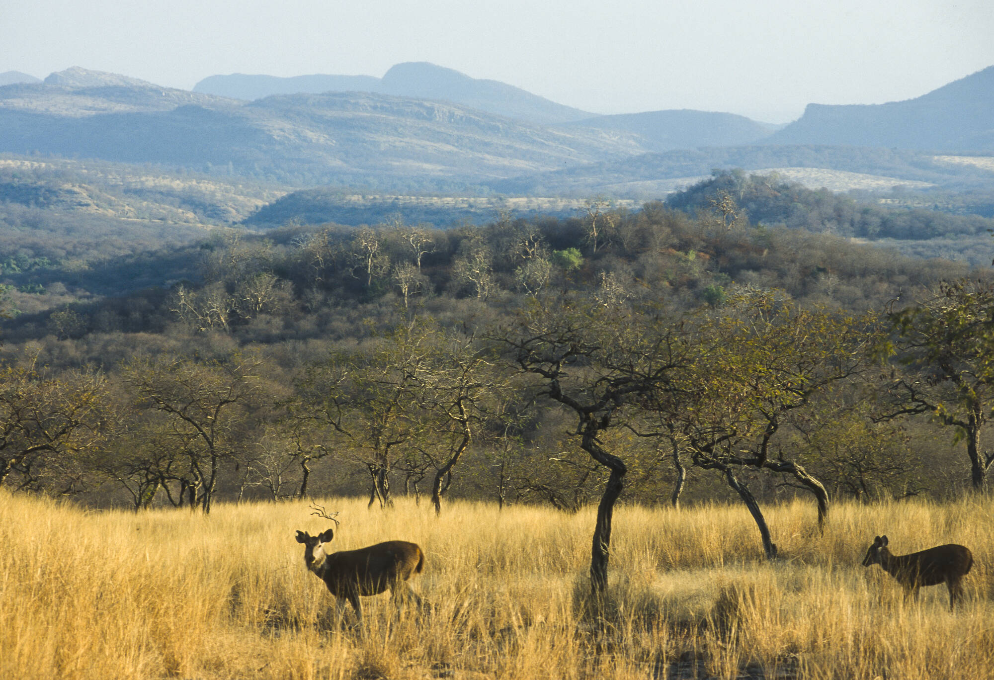 Auf den Spuren der Tiger ab Jaipur & Umgebung: Indien Ranthambore Nationalpark