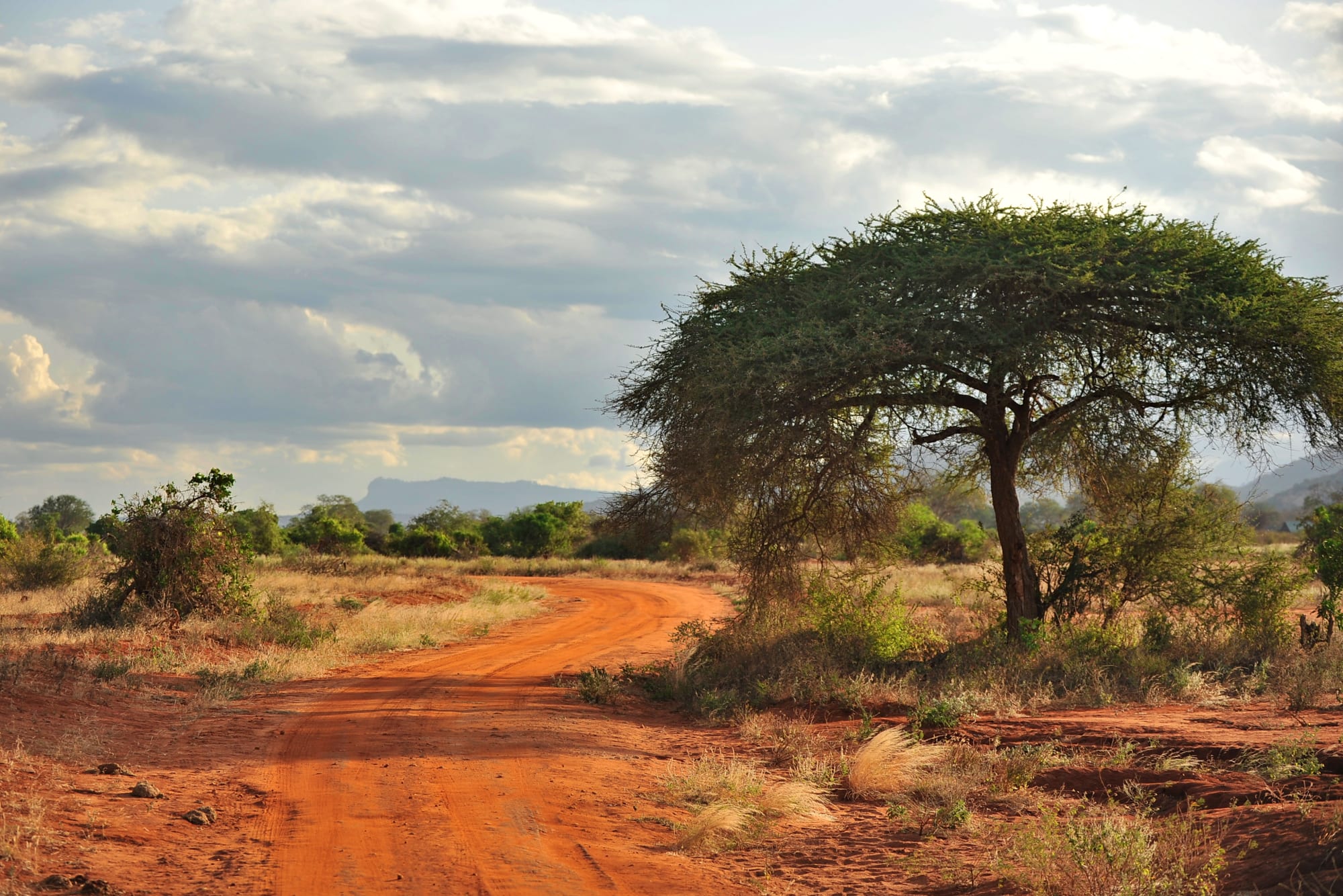Höhepunkte Kenias ab Nairobi: Kenia Savanne