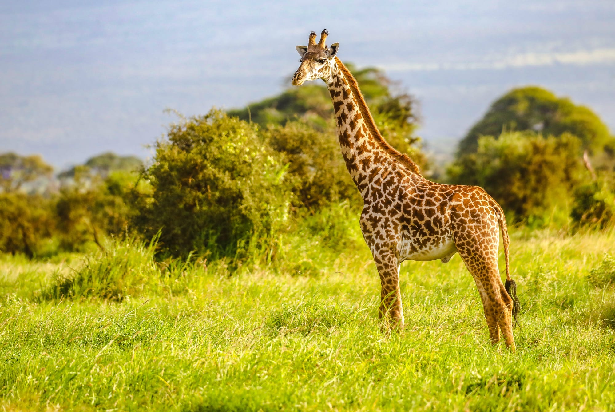 Höhepunkte Kenias ab Nairobi: Kenia Masai Giraffe