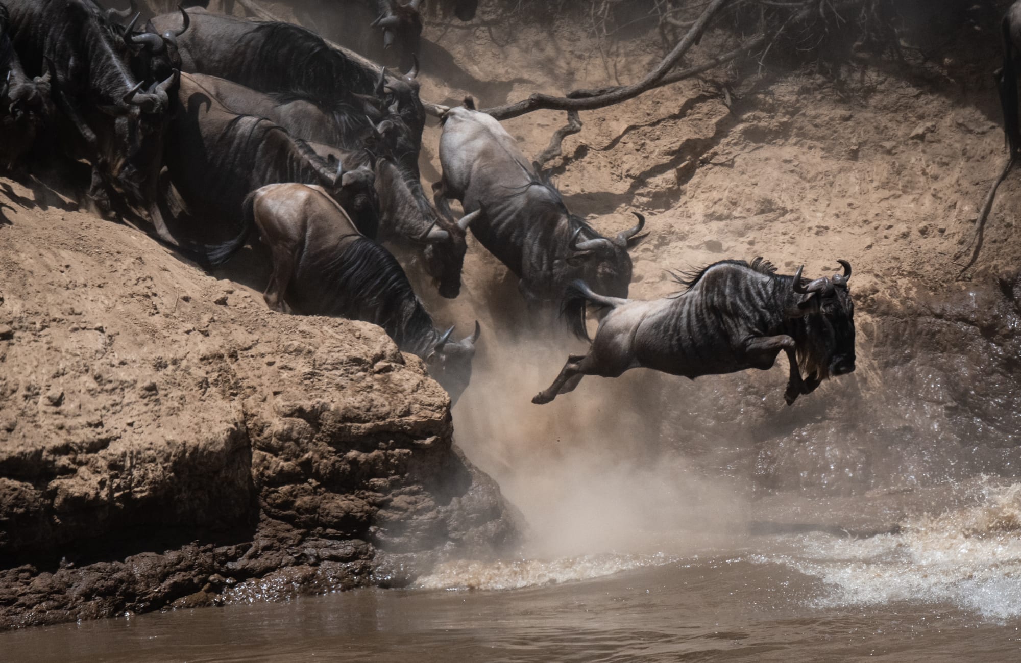 Faszination Kenia ab Nairobi: Kenia Mara River Gnus