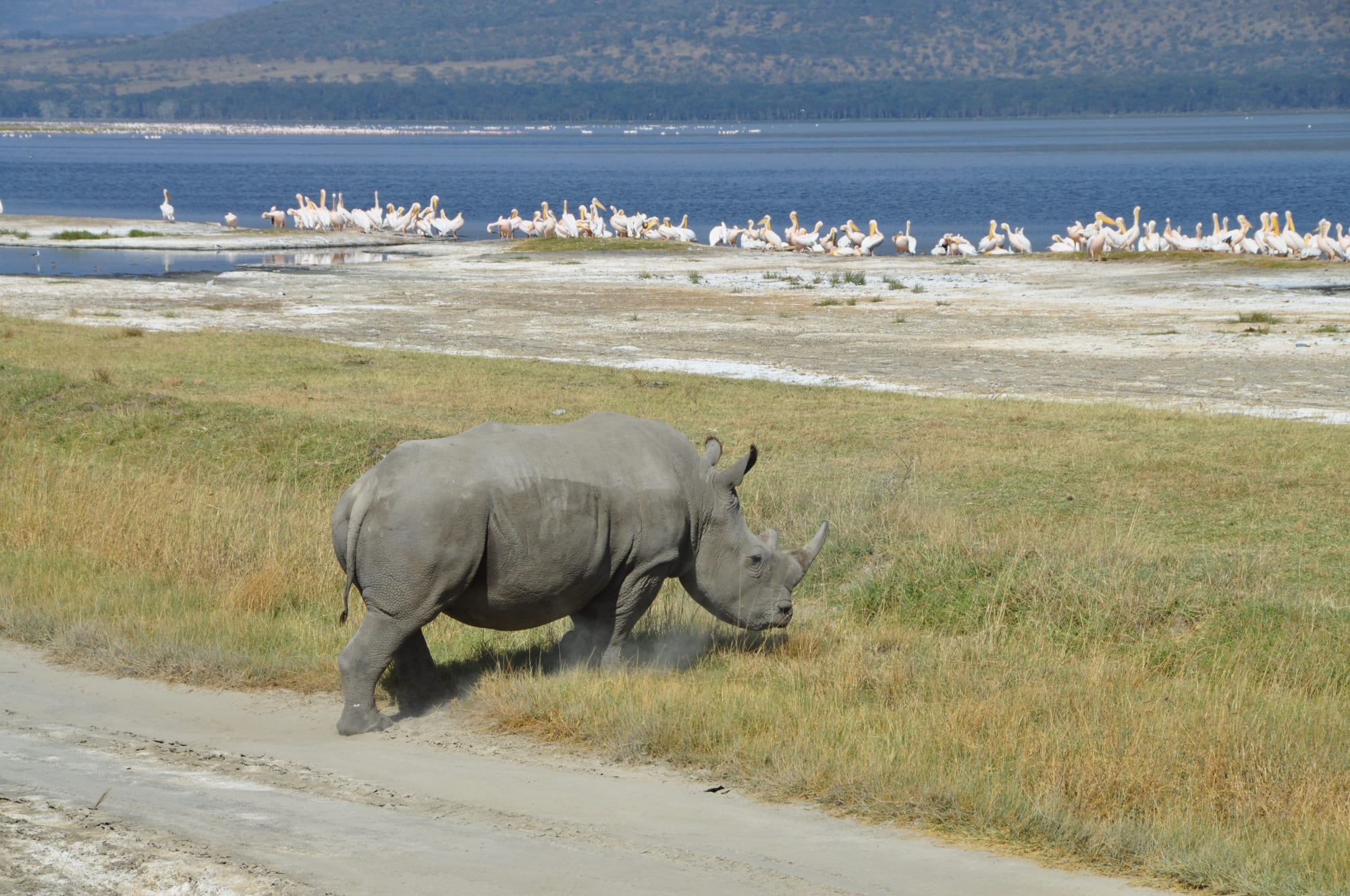Höhepunkte Kenias ab Nairobi: Kenia Nashorn am See