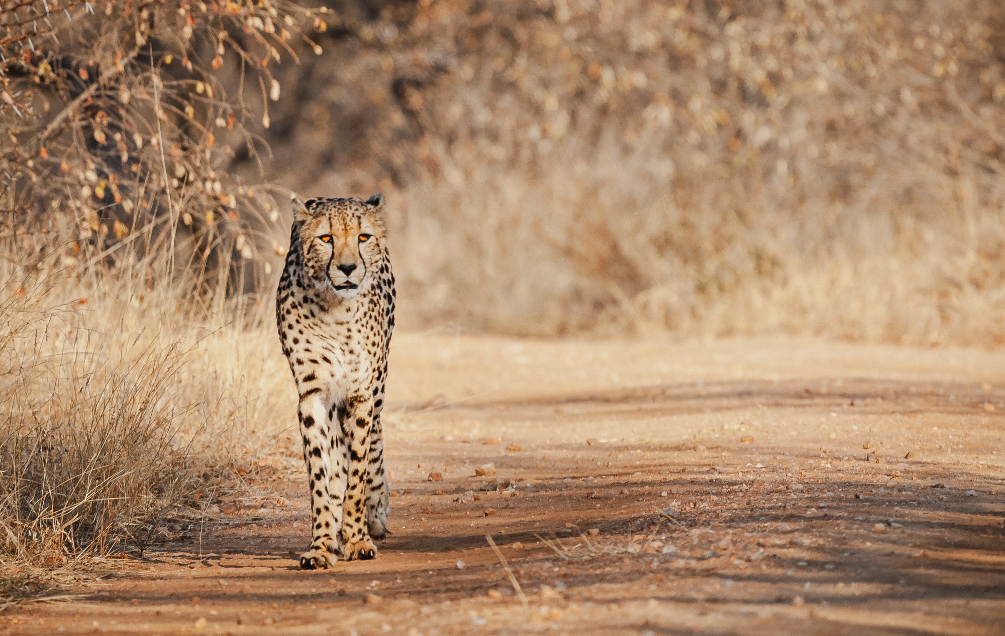 Höhepunkte Kenias ab Nairobi: Kenia Gepard