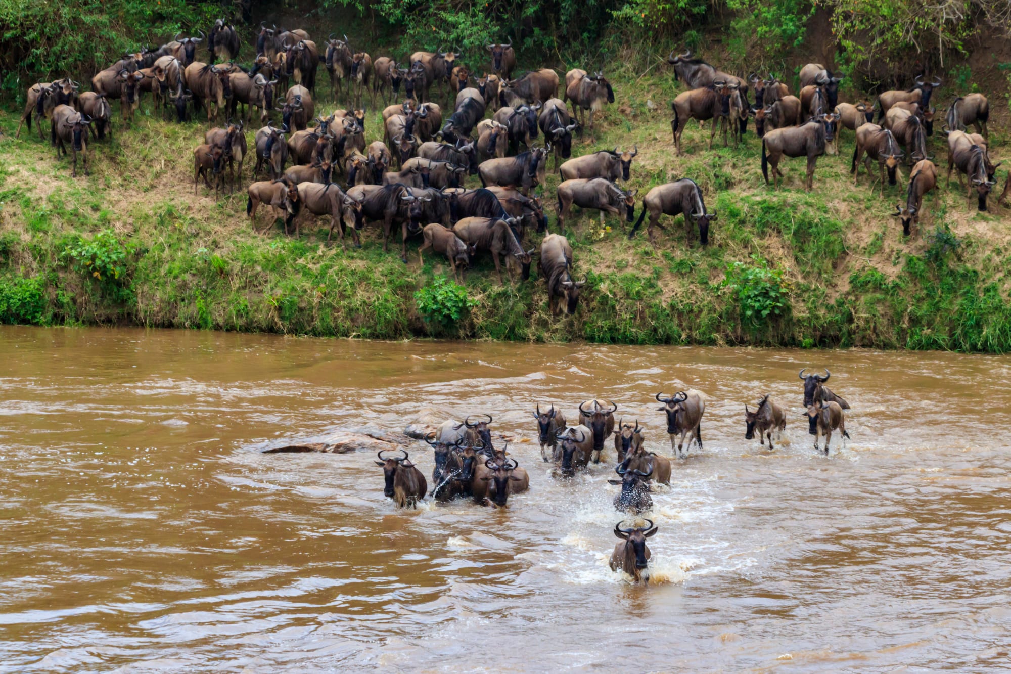 Höhepunkte Kenias ab Nairobi: Kenia Mara River Gnus 