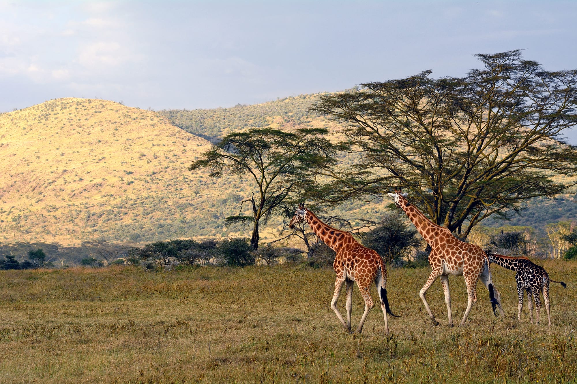 Faszination Kenia ab Nairobi: Kenia Lake Nakuru Nationalpark