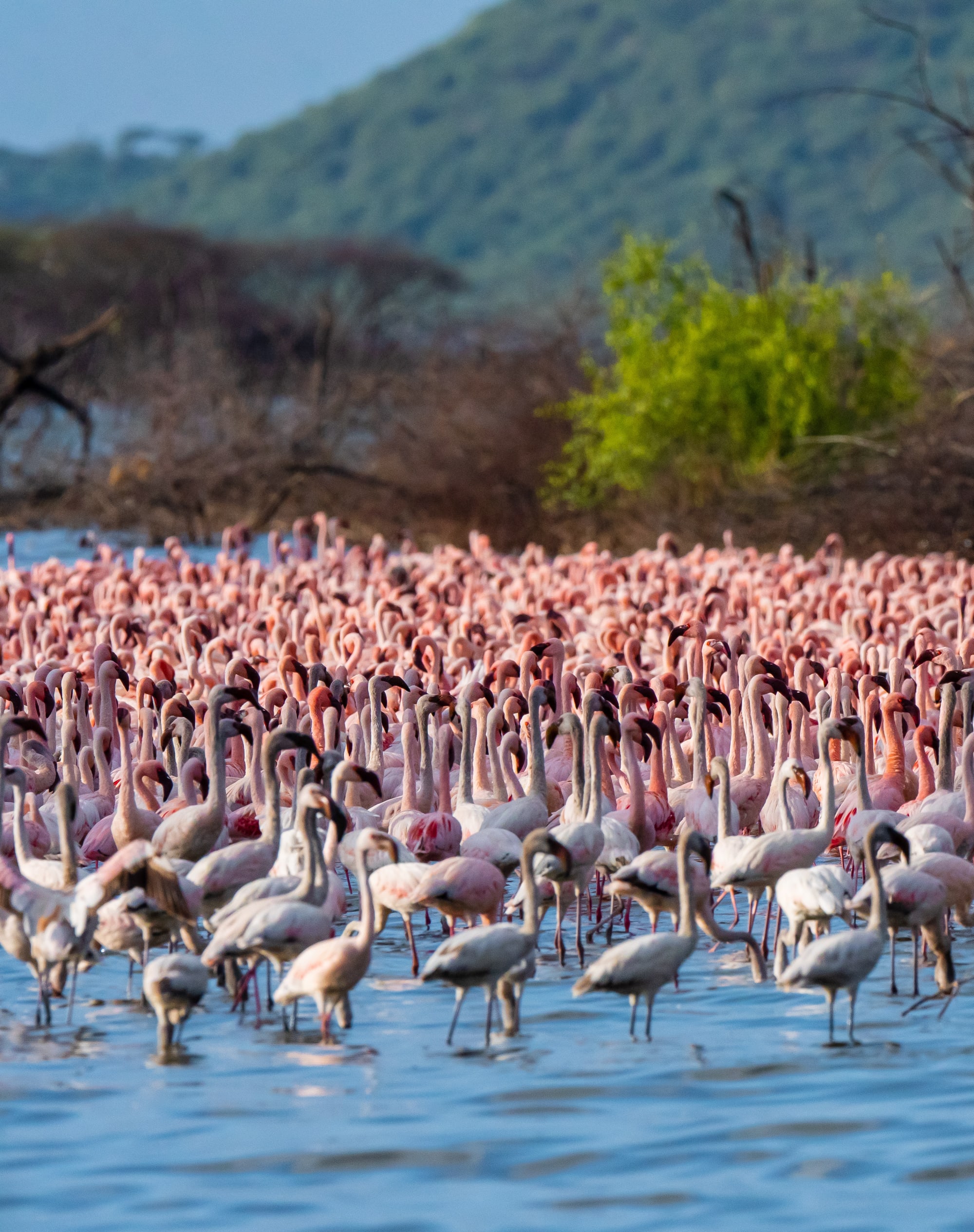Faszination Kenia ab Nairobi: Kenia Flamingos