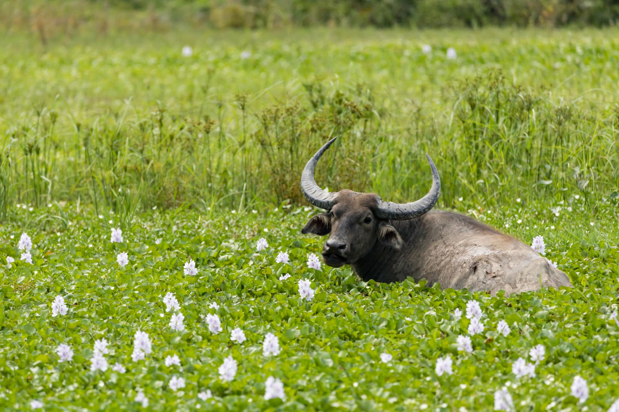 Magischer Brahmaputra ab Assam | Dibrugarh | Guwahati: Indien Kaziranga NP Wasserbüffel