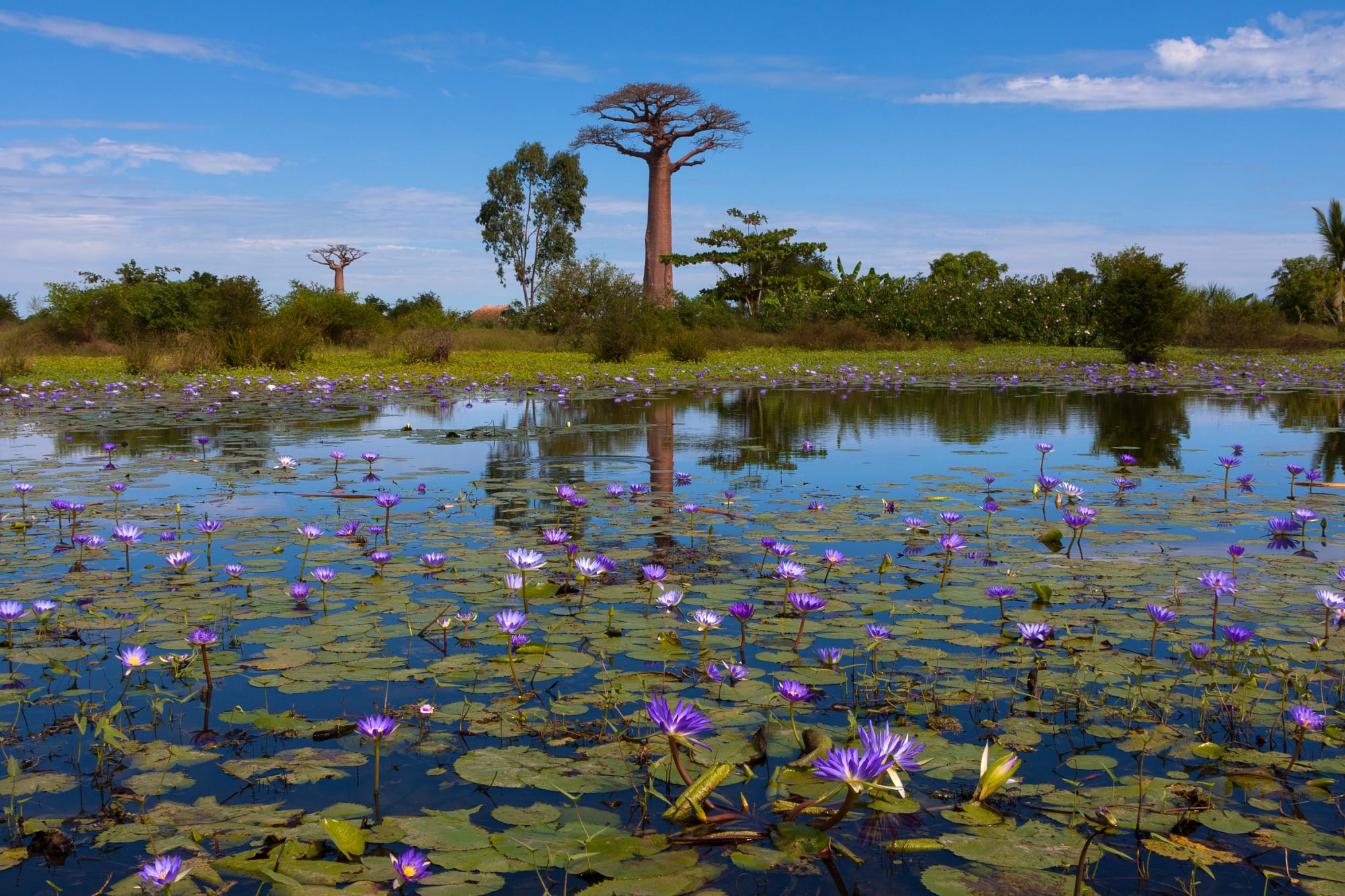Morondava - Kleine & Große Tsingy ab Antananarivo: Madagaskar Baobab Alley