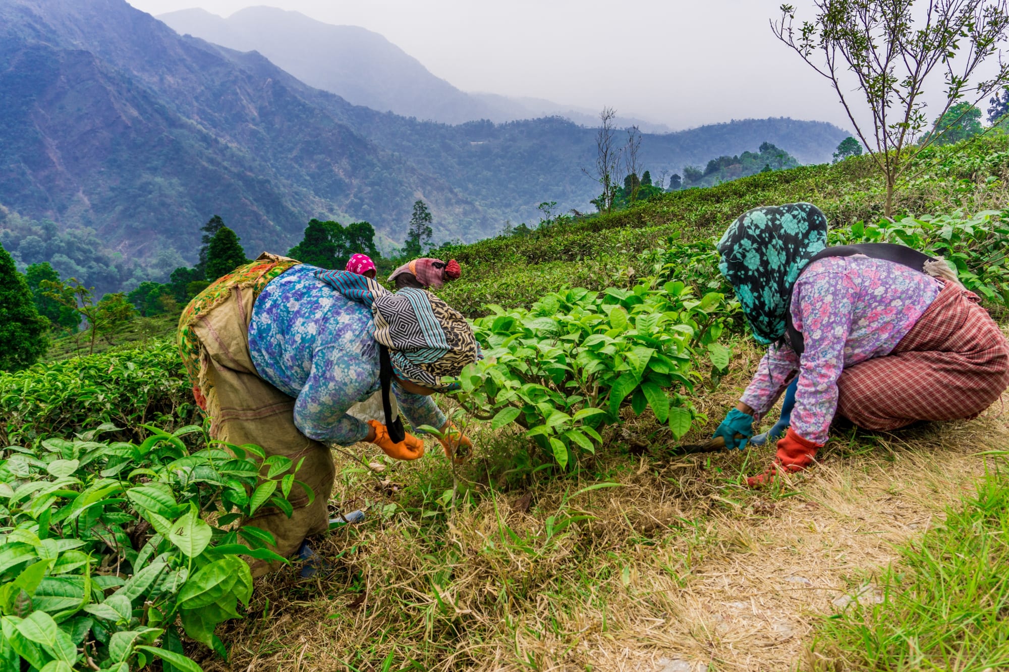 Magischer Brahmaputra ab Assam | Dibrugarh | Guwahati: Indien Darjeeling Teeplantage