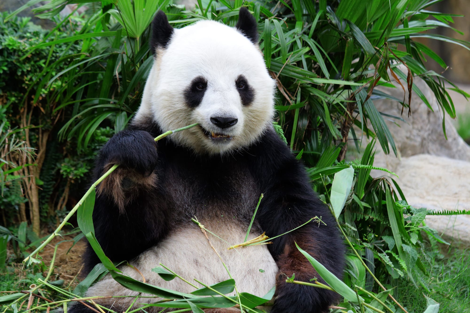 Von Chongqing nach Chengdu: China Chengdu Panda