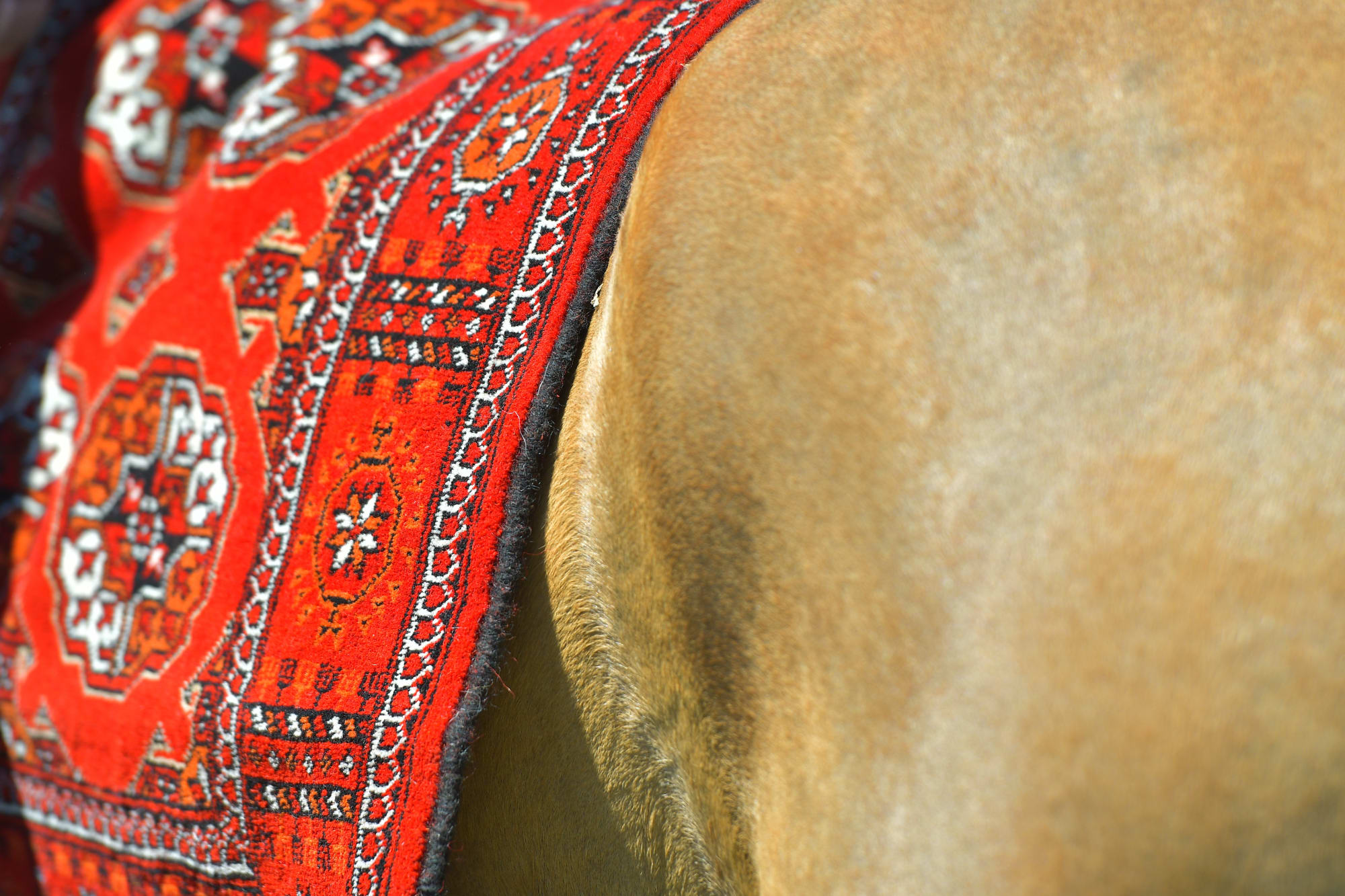 Klassisches Turkmenistan ab Aschgabat: Turkmenistan Achal Tekkiner Pferd