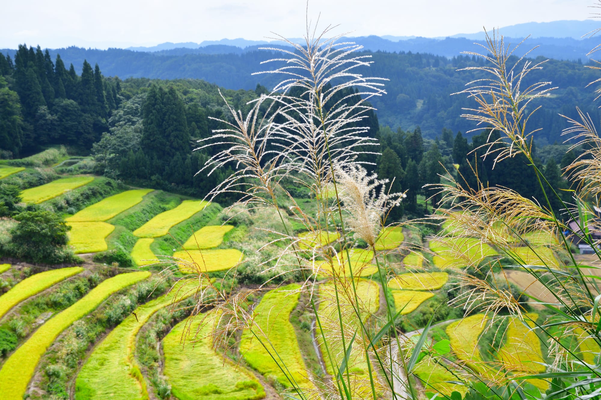 Niigata - World of Rice ab Tokio: Japan Niigata Reisfeld