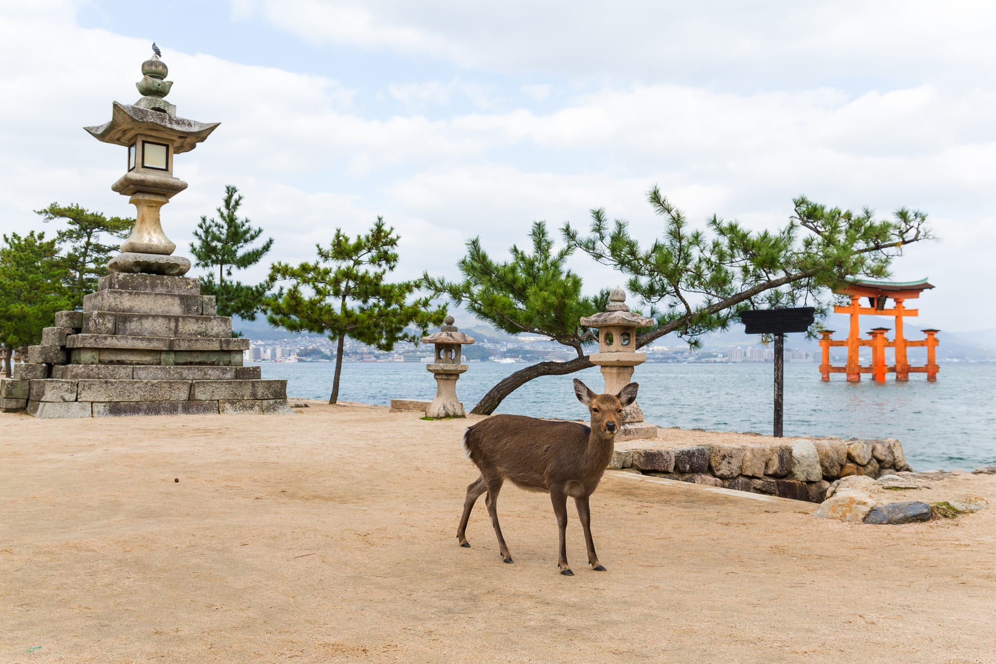 Westjapan entdecken mit dem Luxusbus ab Osaka: Japan Miyajima Toori und Reh