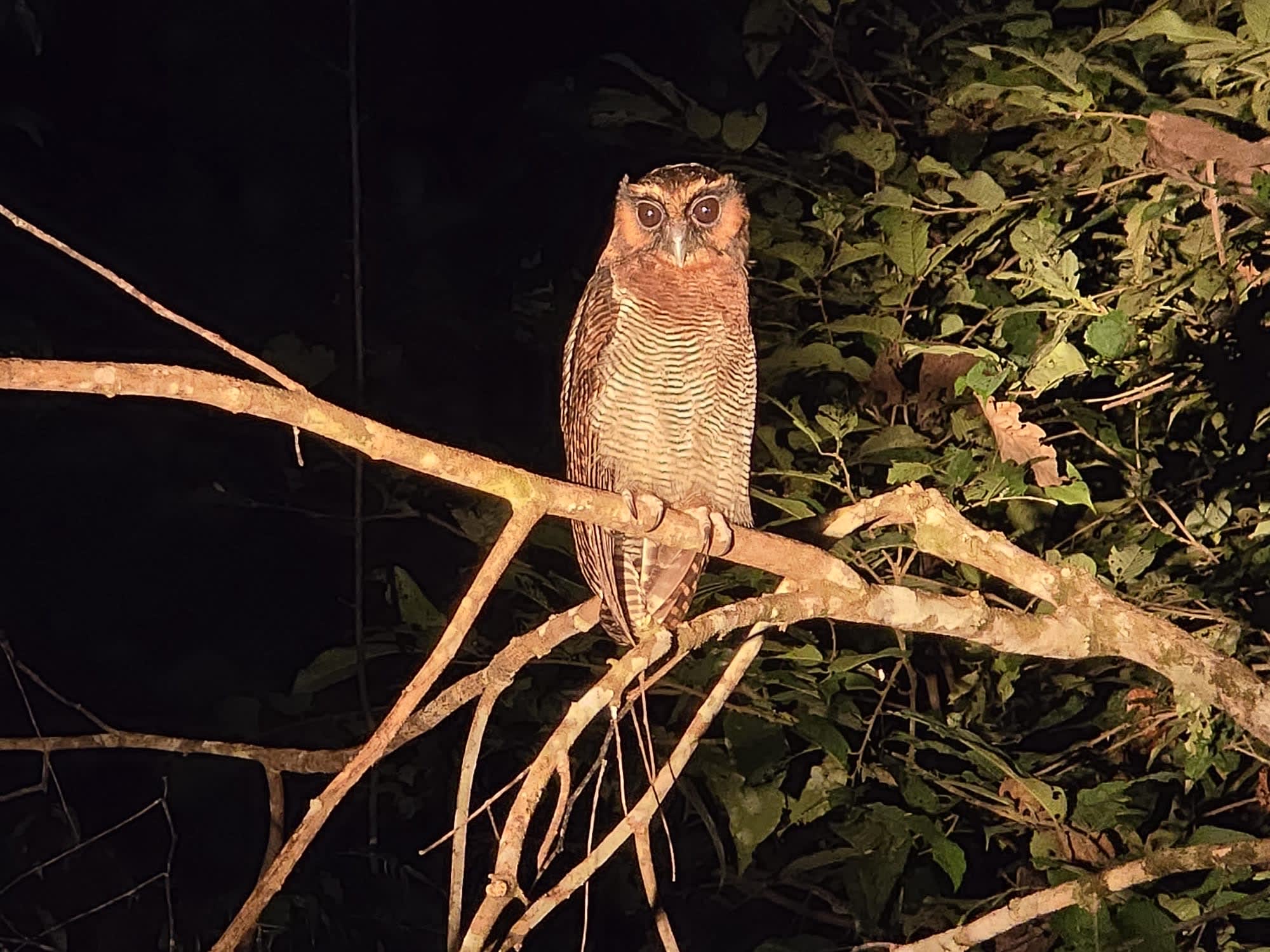 TaWOW: Abenteuer Borneo ab Tawau: TaWOW: Abenteuer Borneo