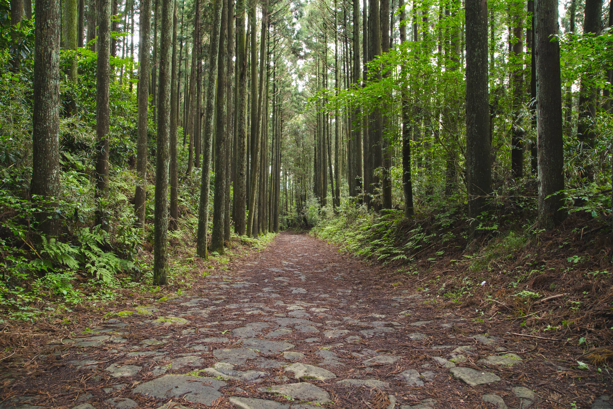 Soft Adventure Japan ab Tokio: Japan Hakone Old Tokaido Trail