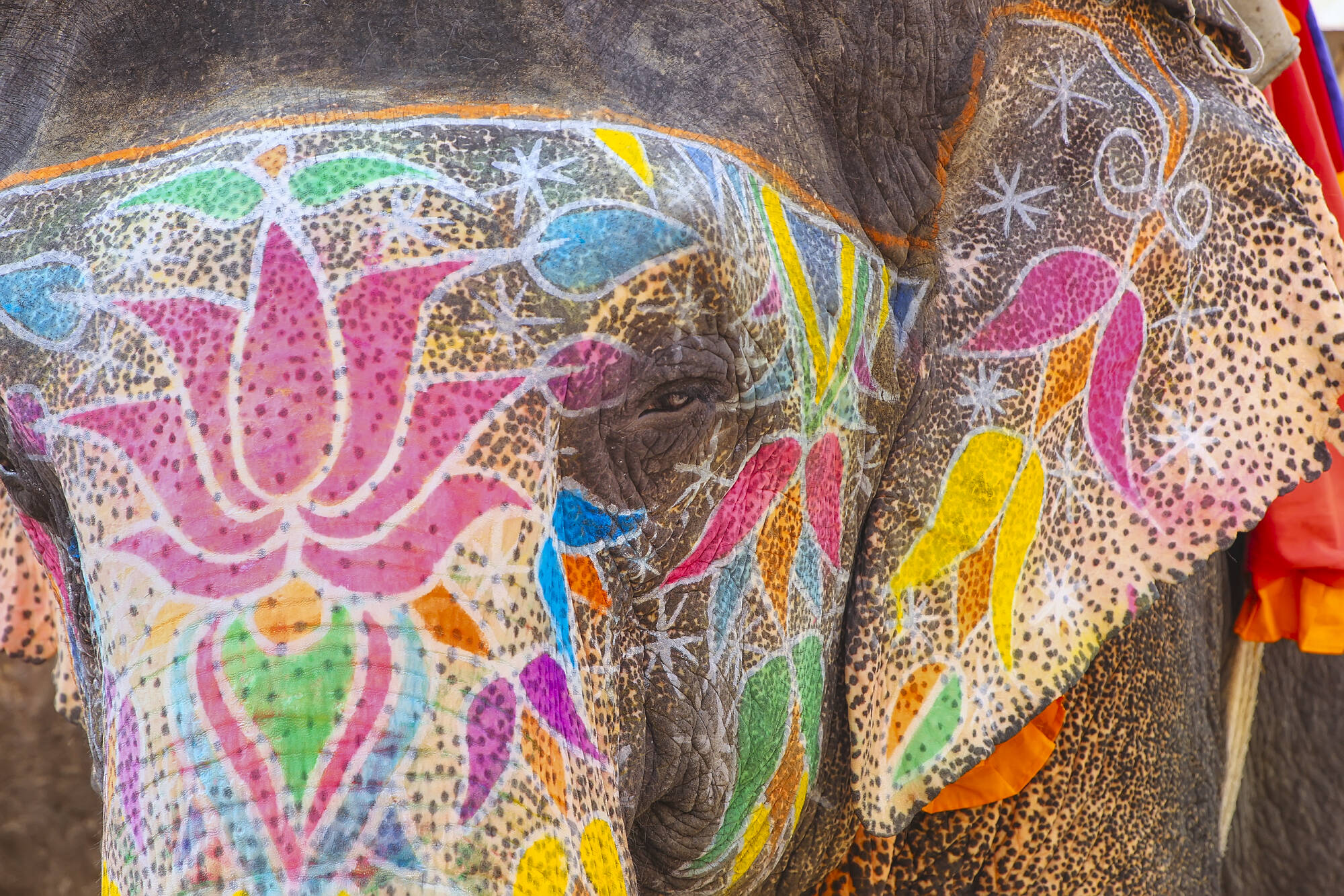 Goldenes Dreieck intensiv ab Delhi: 5in-portrait-painted-elephant-jaipur-st-2017-Don Mammoser