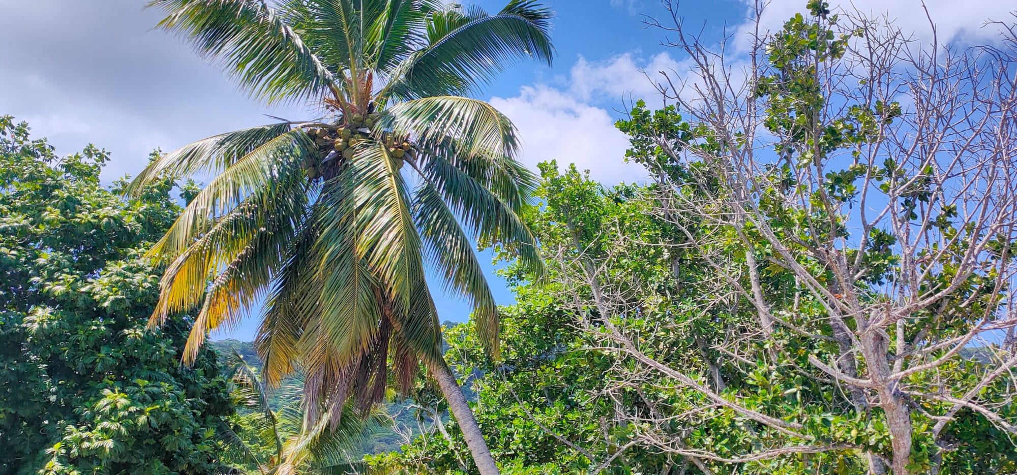 MT Seaside Apartments in La Digue: Seychellen MT Seaside Apartments