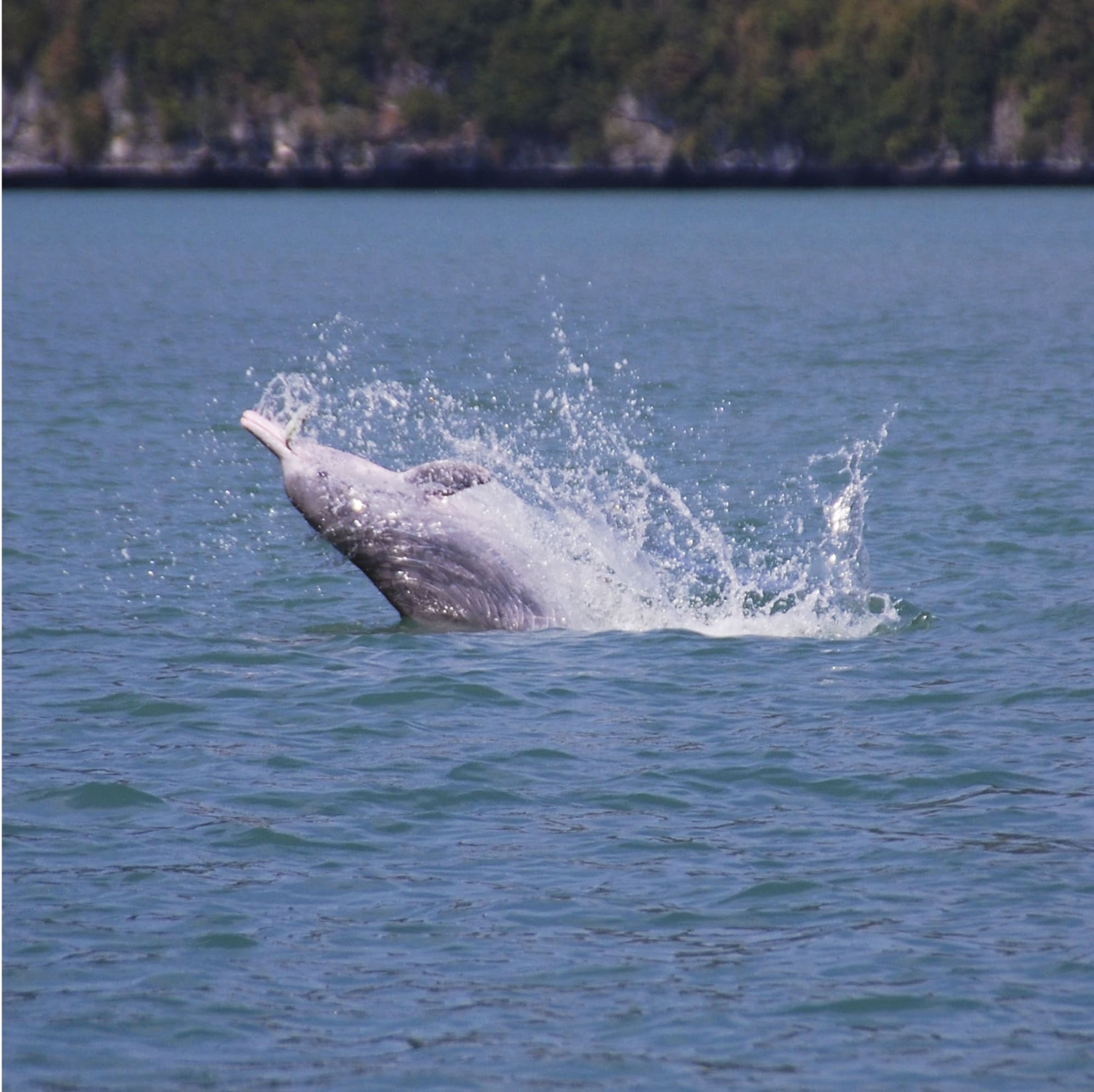Khanom - unbekanntes Südthailand: Thailand Khanom Rosa Delfin