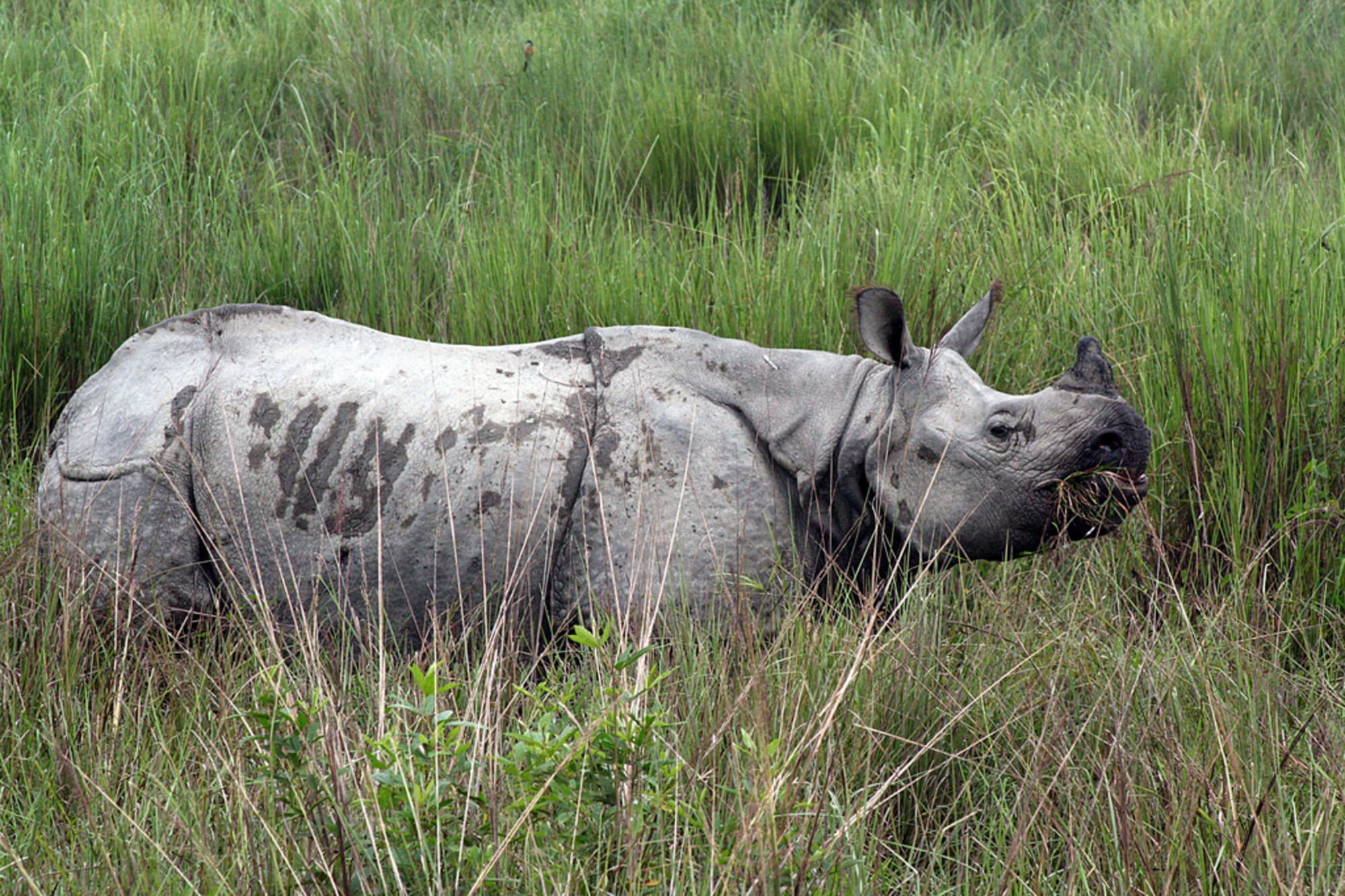 Diphlu River Lodge in Assam | Dibrugarh | Guwahati: Diphlu River Lodge