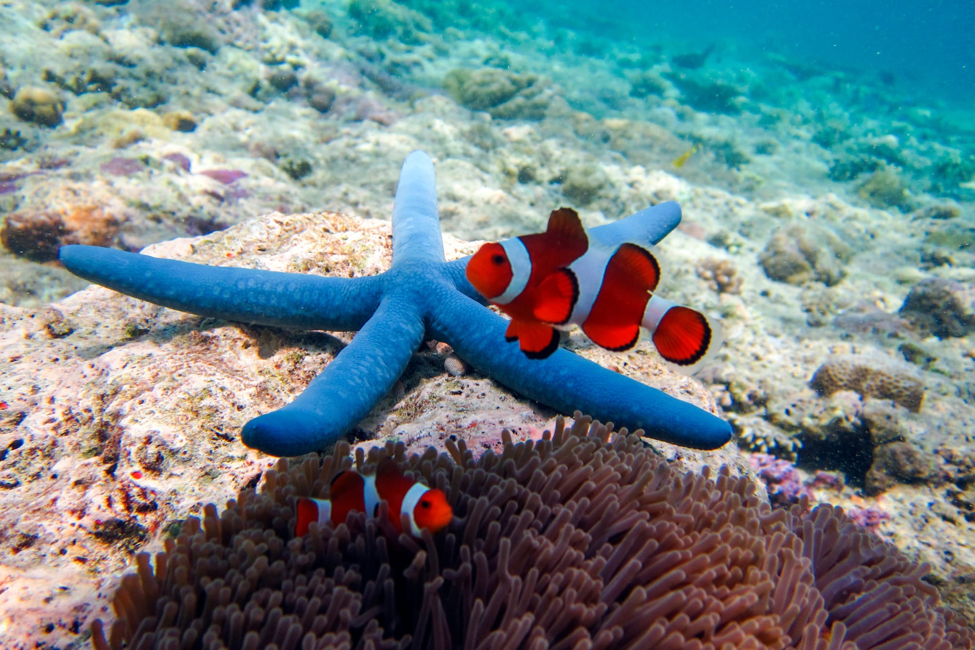 Menjangan: Dschungel & Meer ab Süd-Bali: Indonesien Bali Menjangan