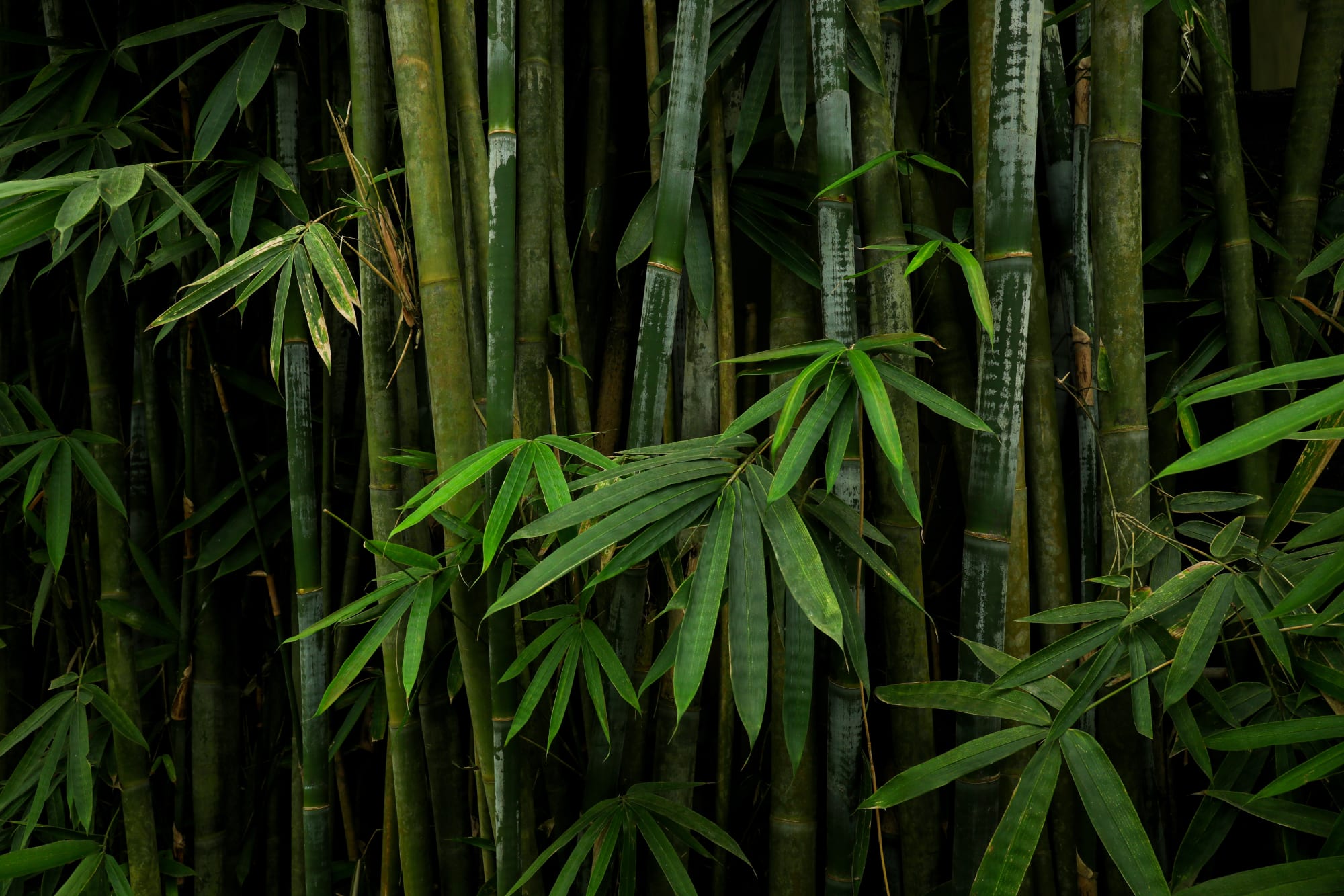 Bali Bamboo ab Süd-Bali: Indonesien Bali Bambus